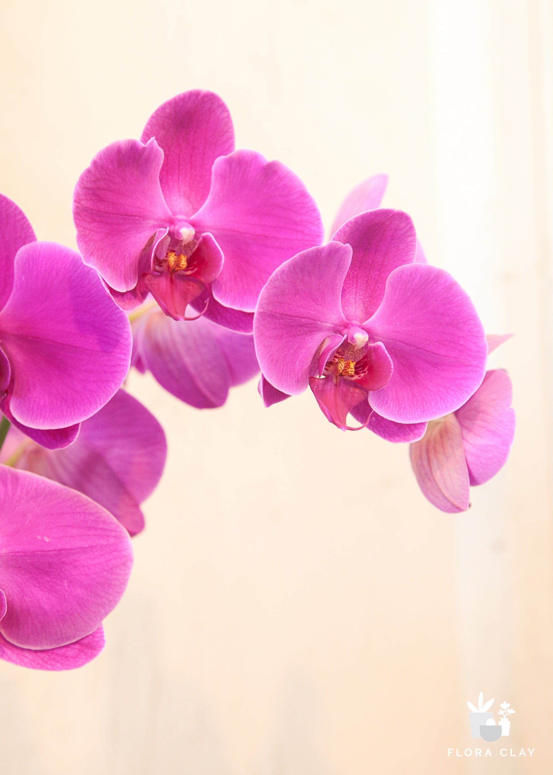 Keep Your Blooms Happy & Healthy! 🌸
