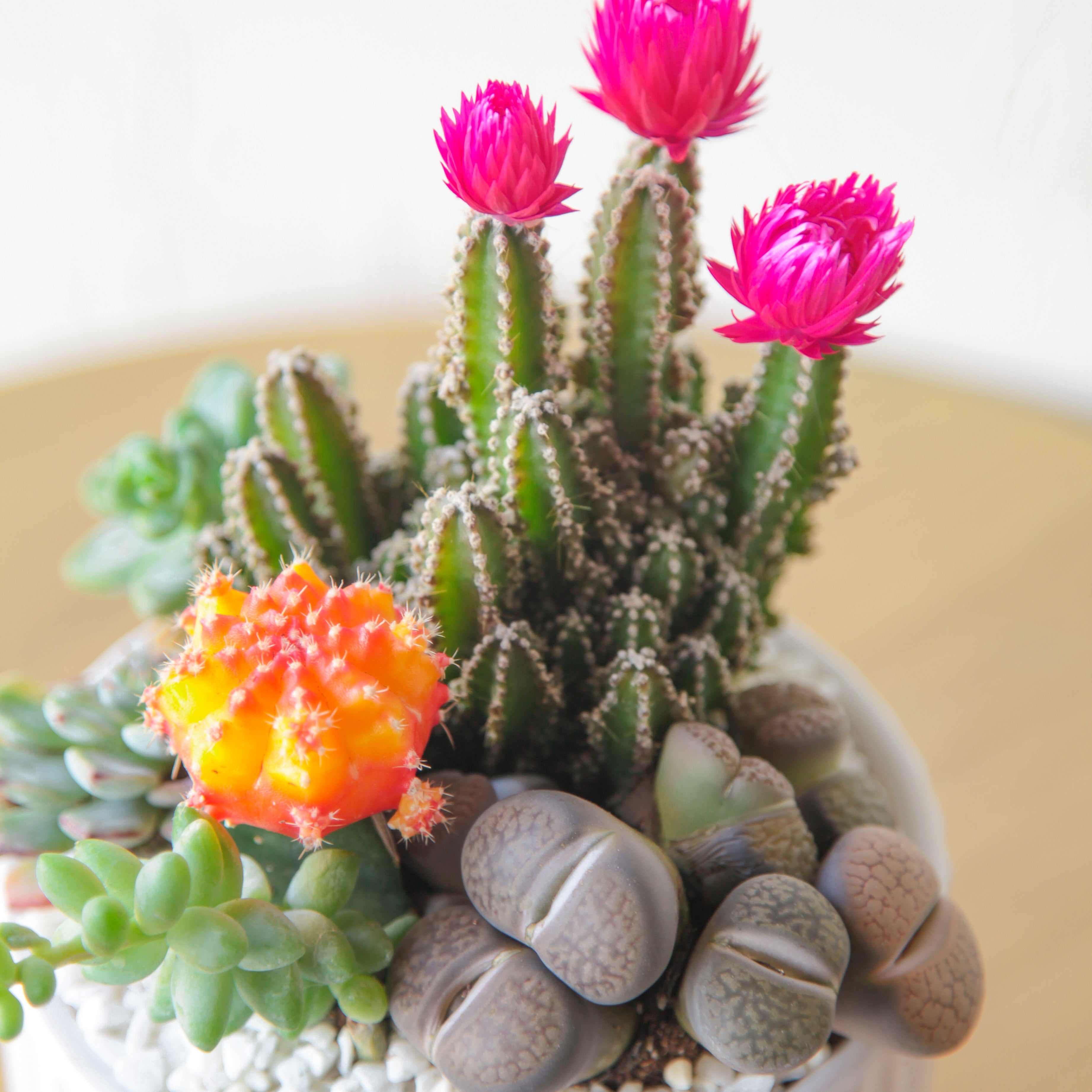 Succulents and Cactus arrangement