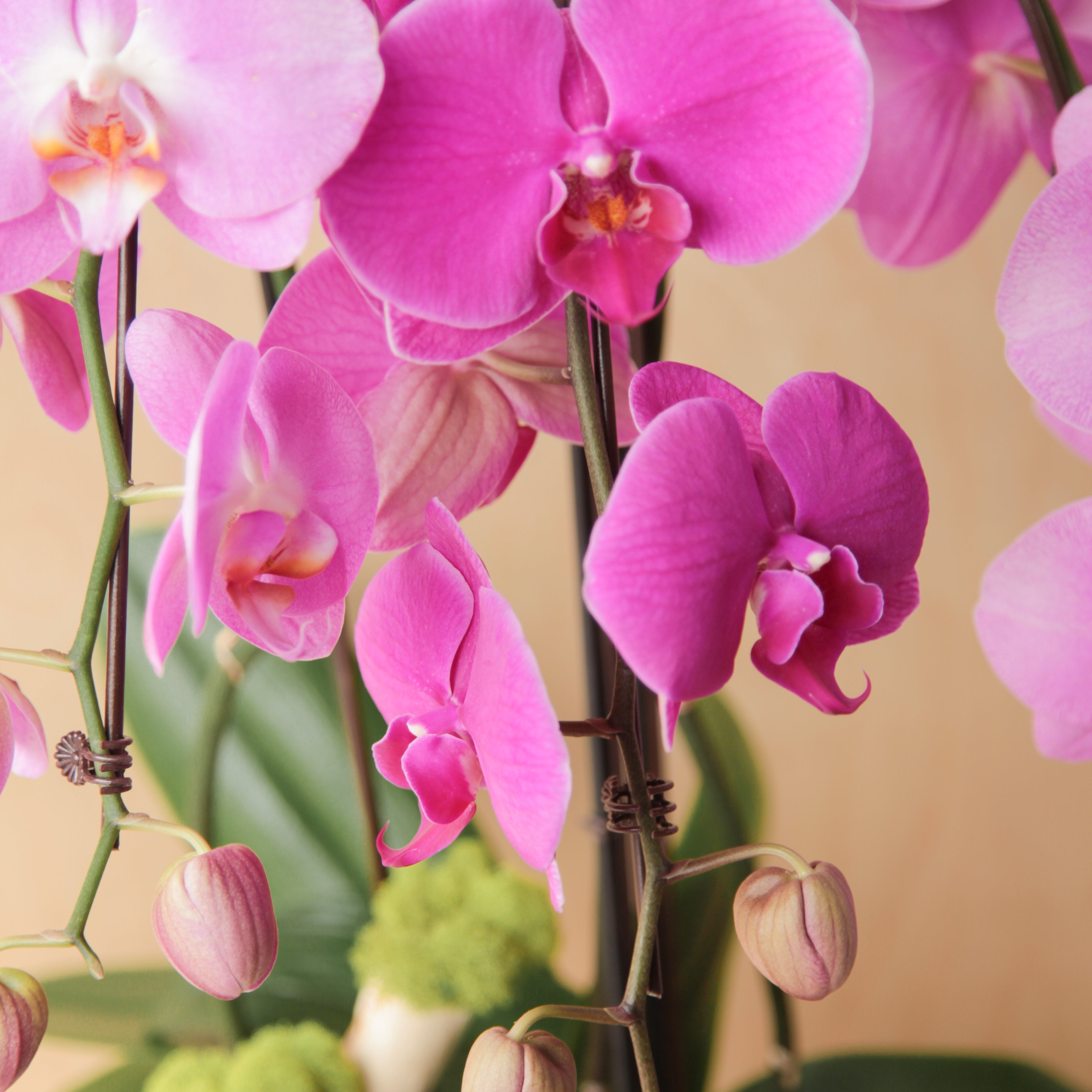Premium Orchid Arrangement