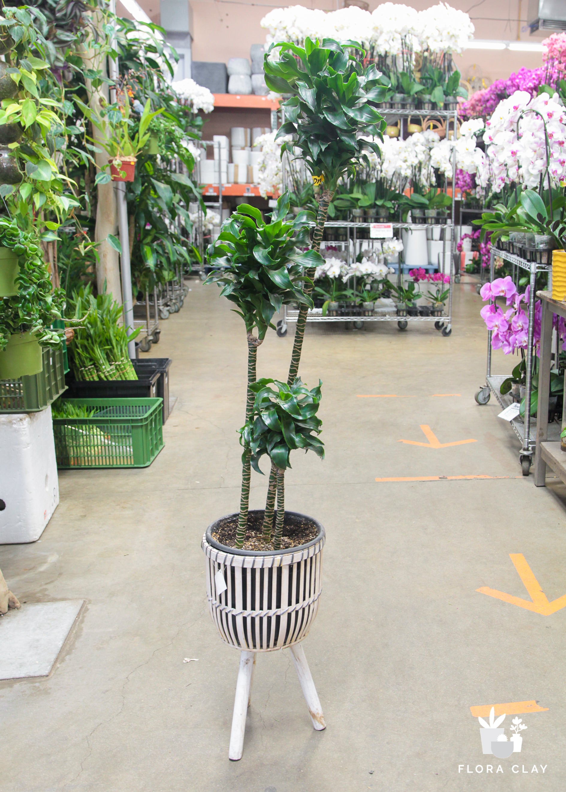 dracaena tornado Dracaena Tornado