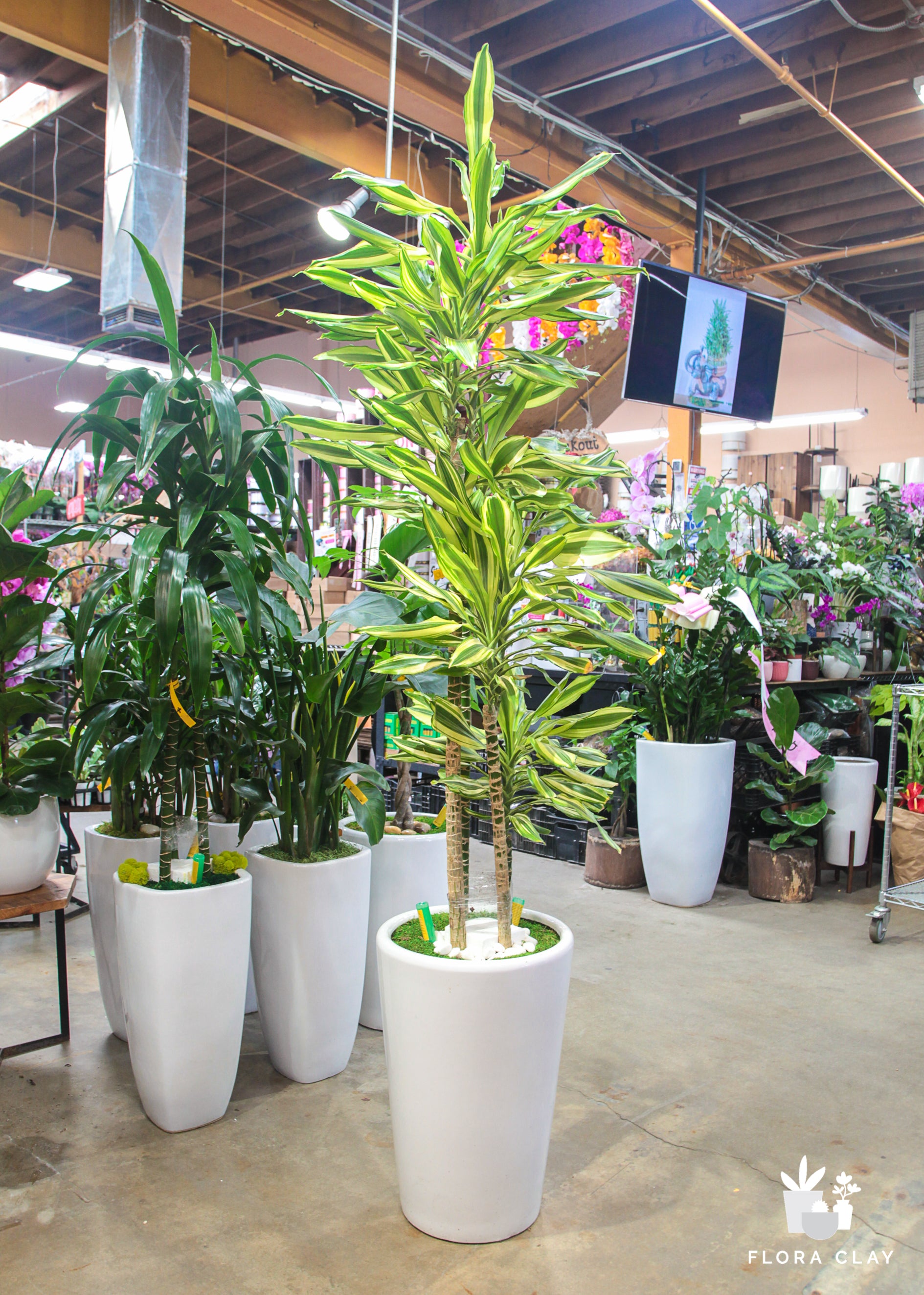 dracaena lemon lime Dracaena Lemon Lime