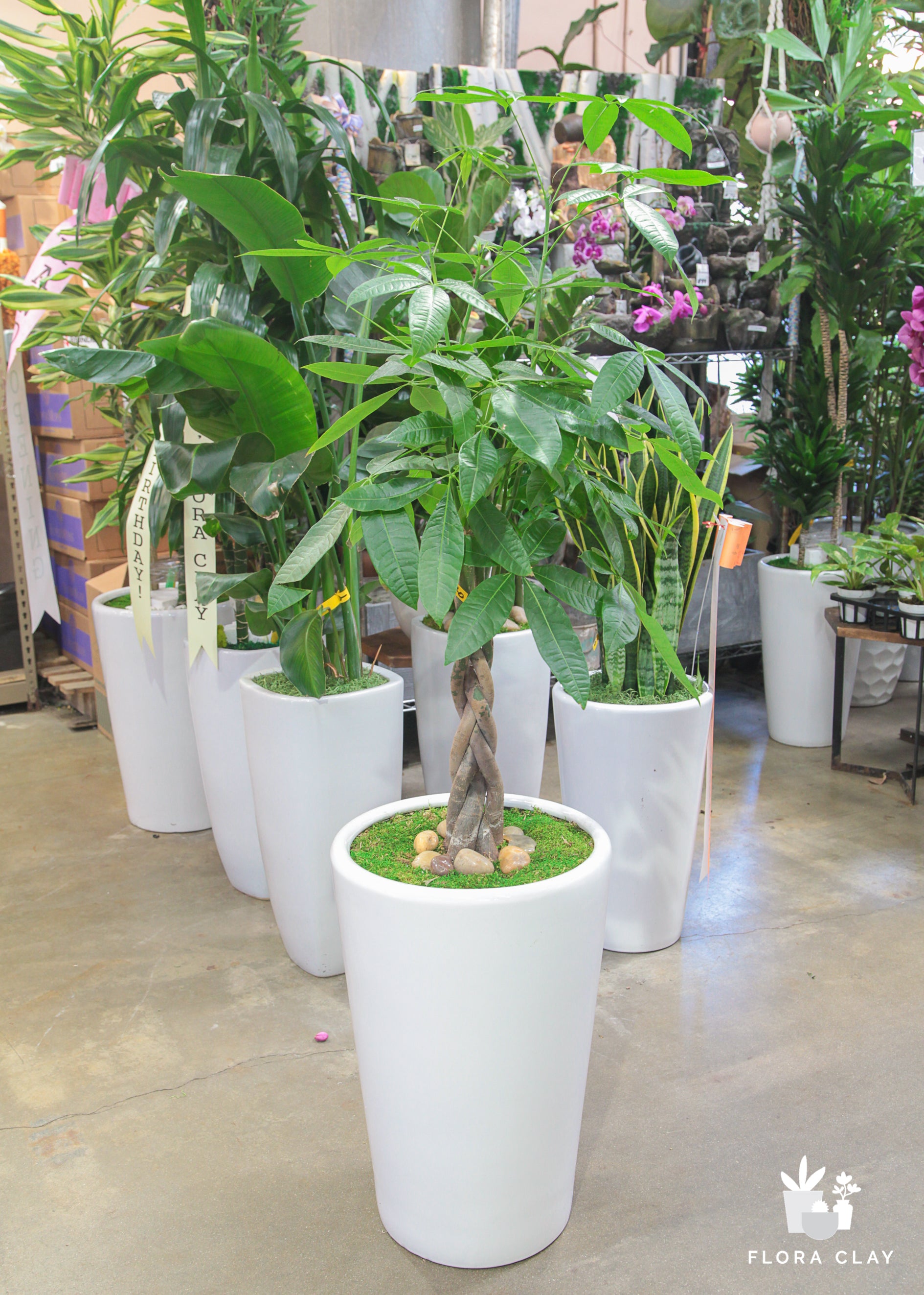 money tree at costco Twisted Pachira