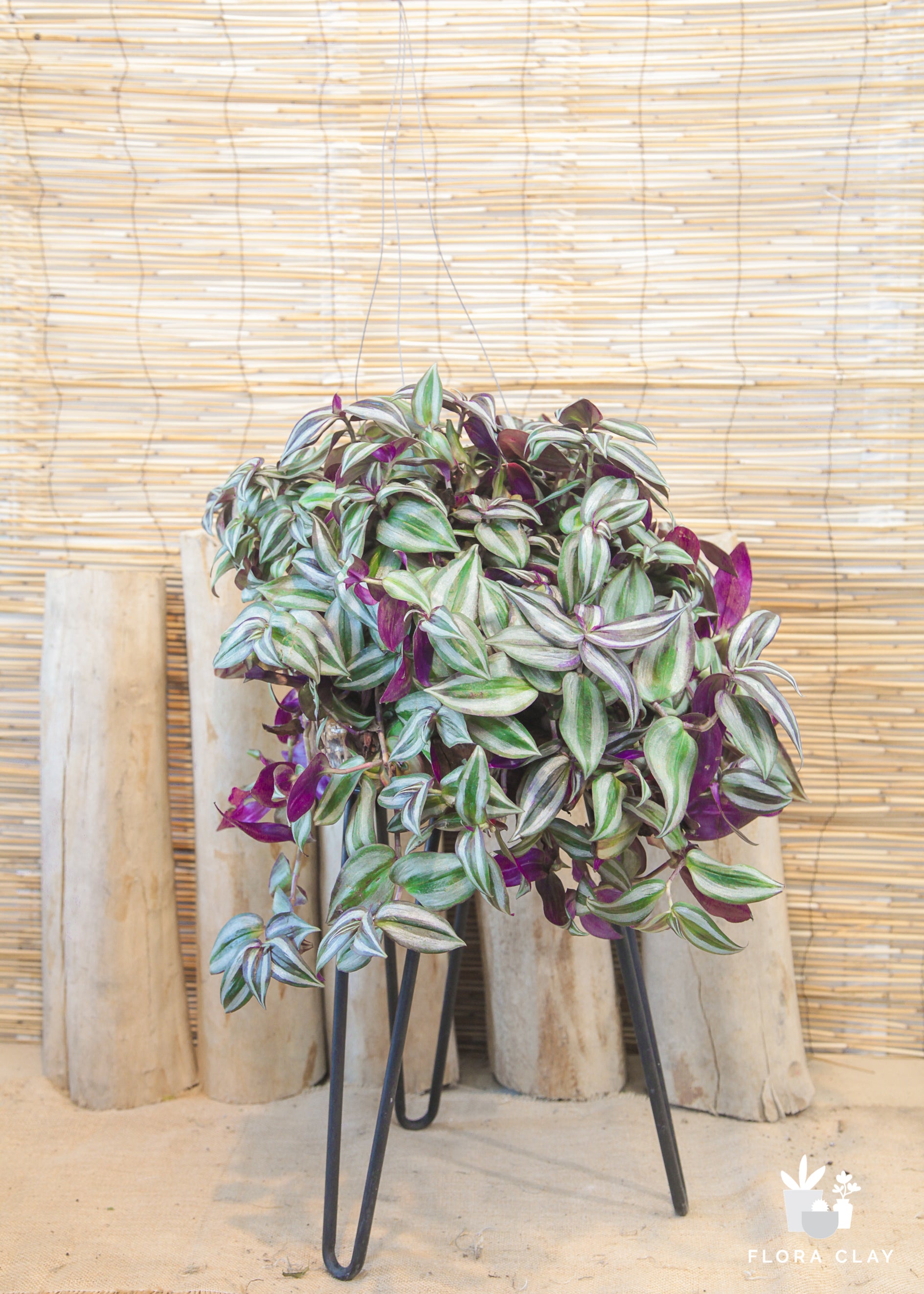 wandering jew plant hanging Inchplant