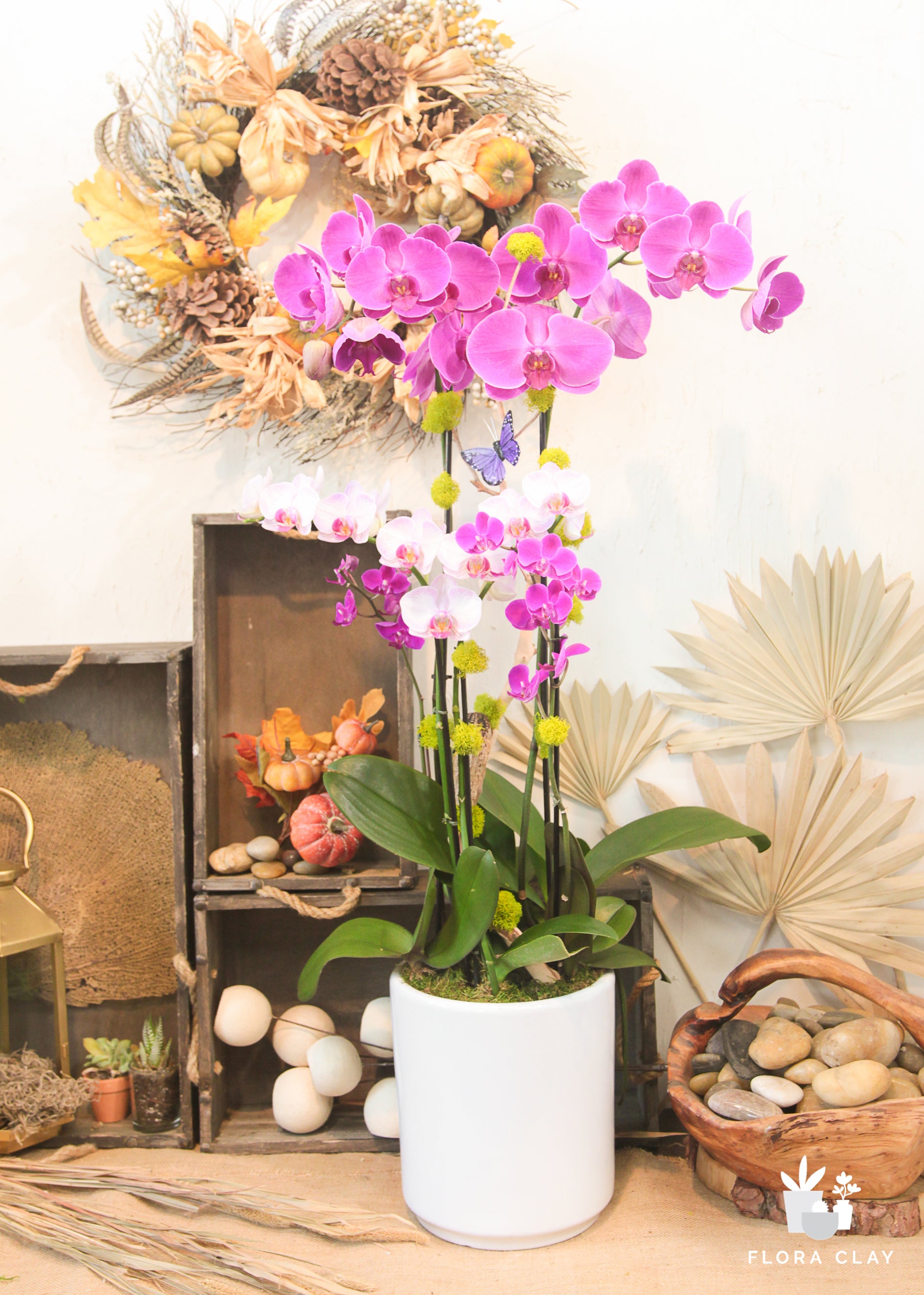 Autumn | Orchid Arrangements – FLORA CLAY