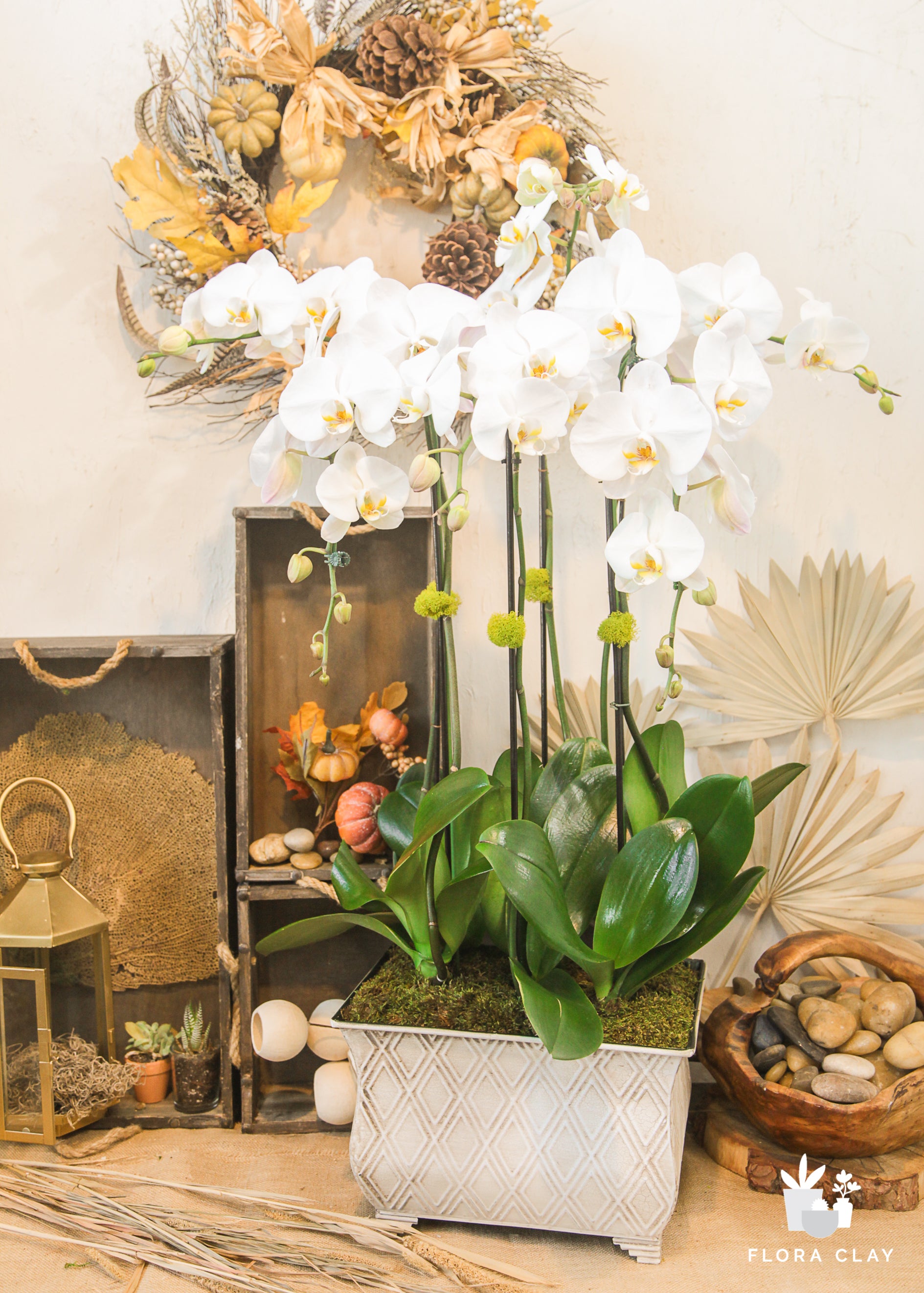 Windy | Orchid Arrangements – FLORA CLAY