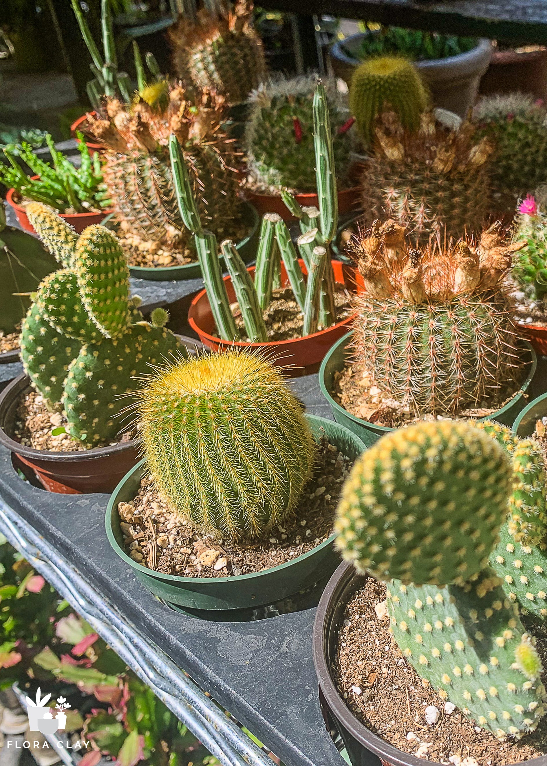 4″ Assorted Cacti Tray