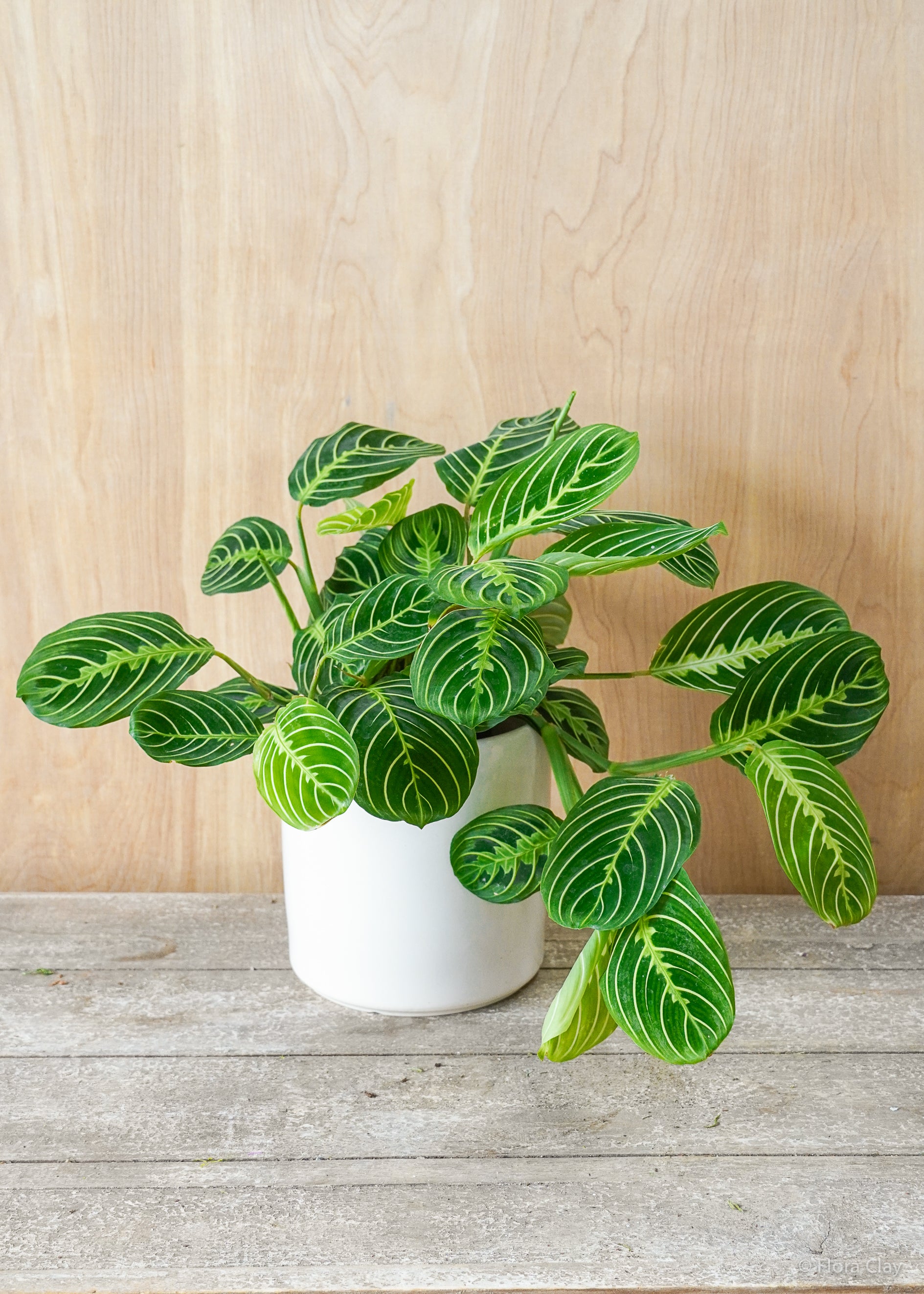 Lemon Lime Maranta | Plant Arrangements – FLORA CLAY