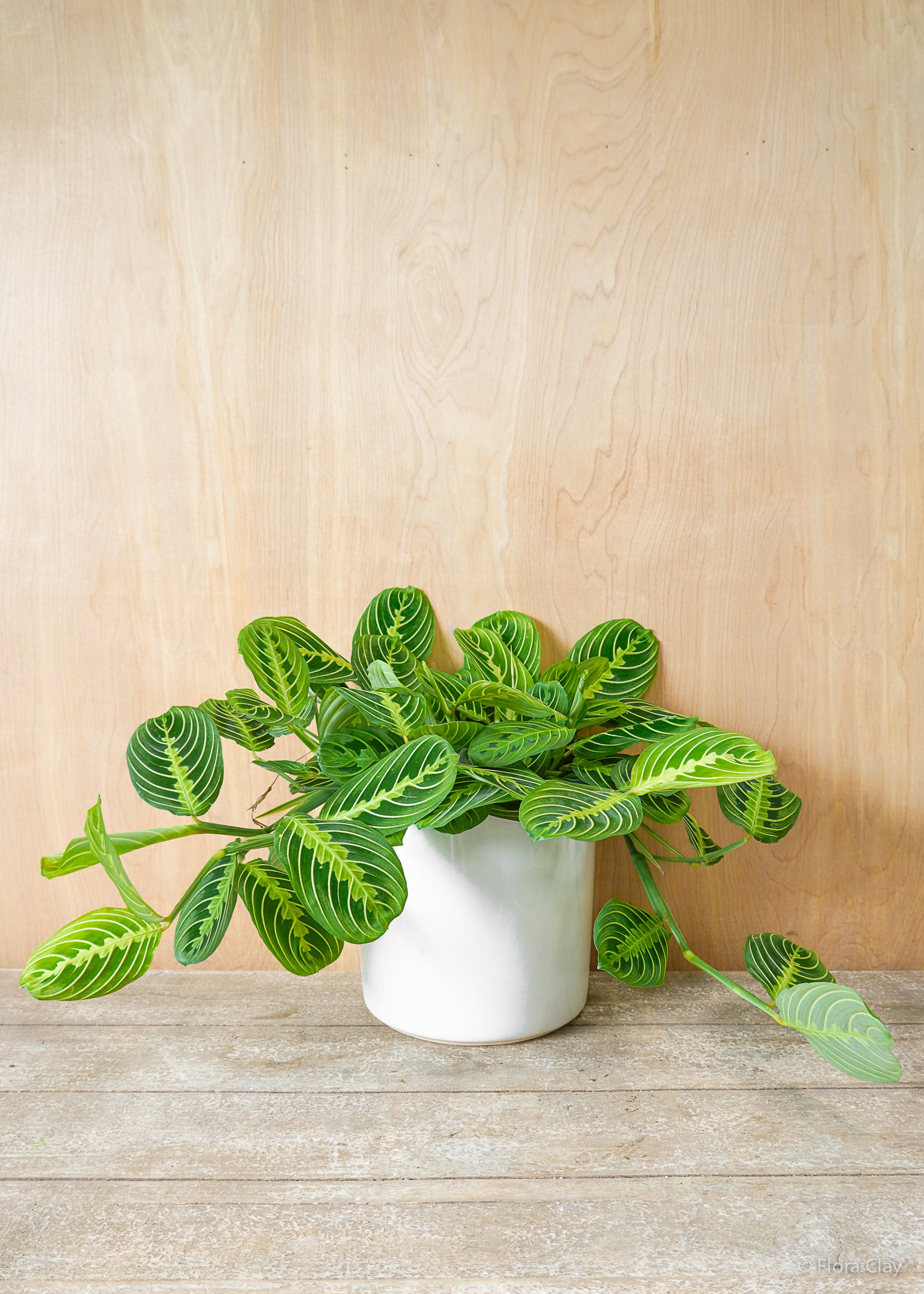Maranta Lemon Lime - Prayer Plant