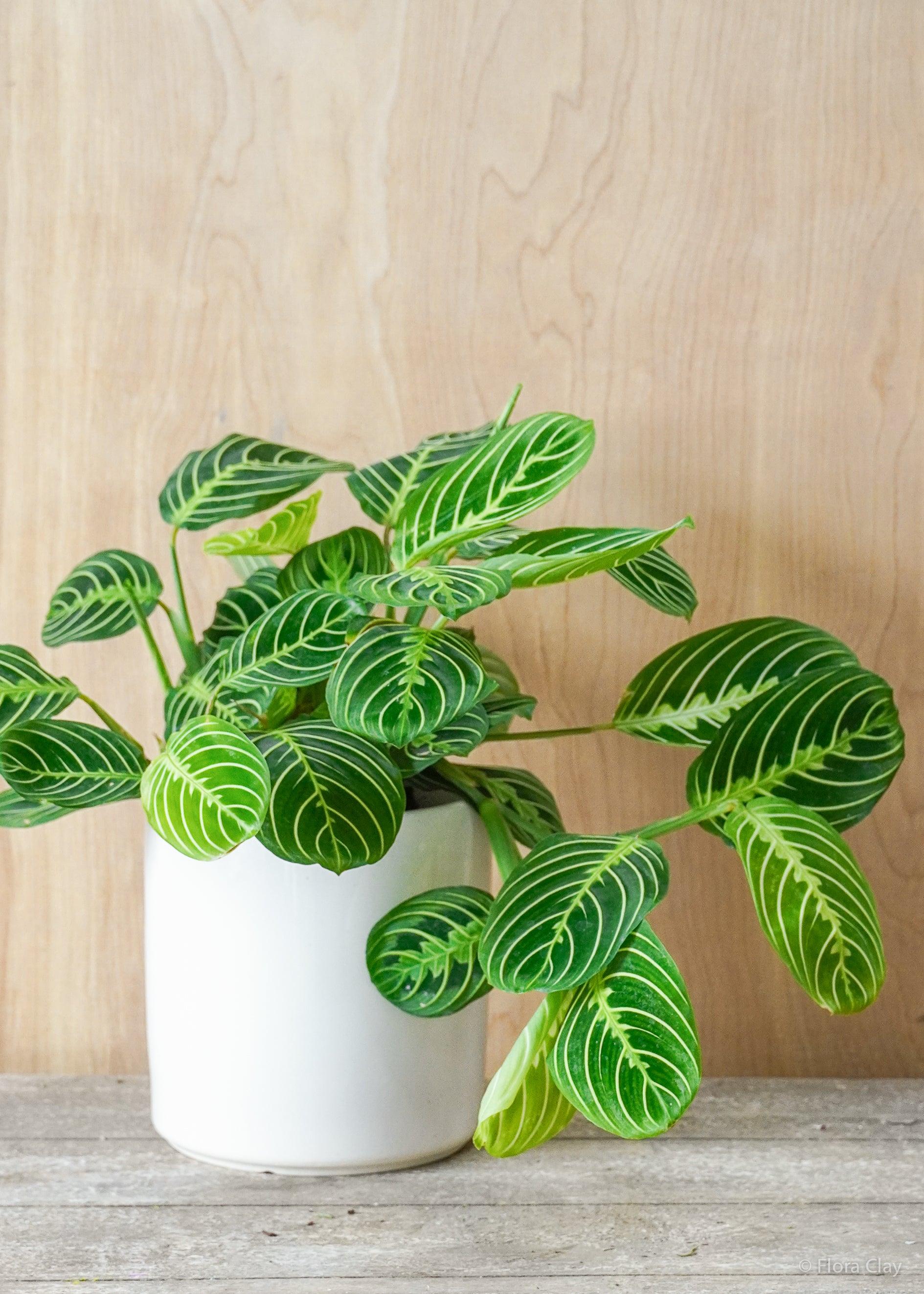 Lemon Lime Maranta