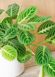 Lemon Lime Maranta