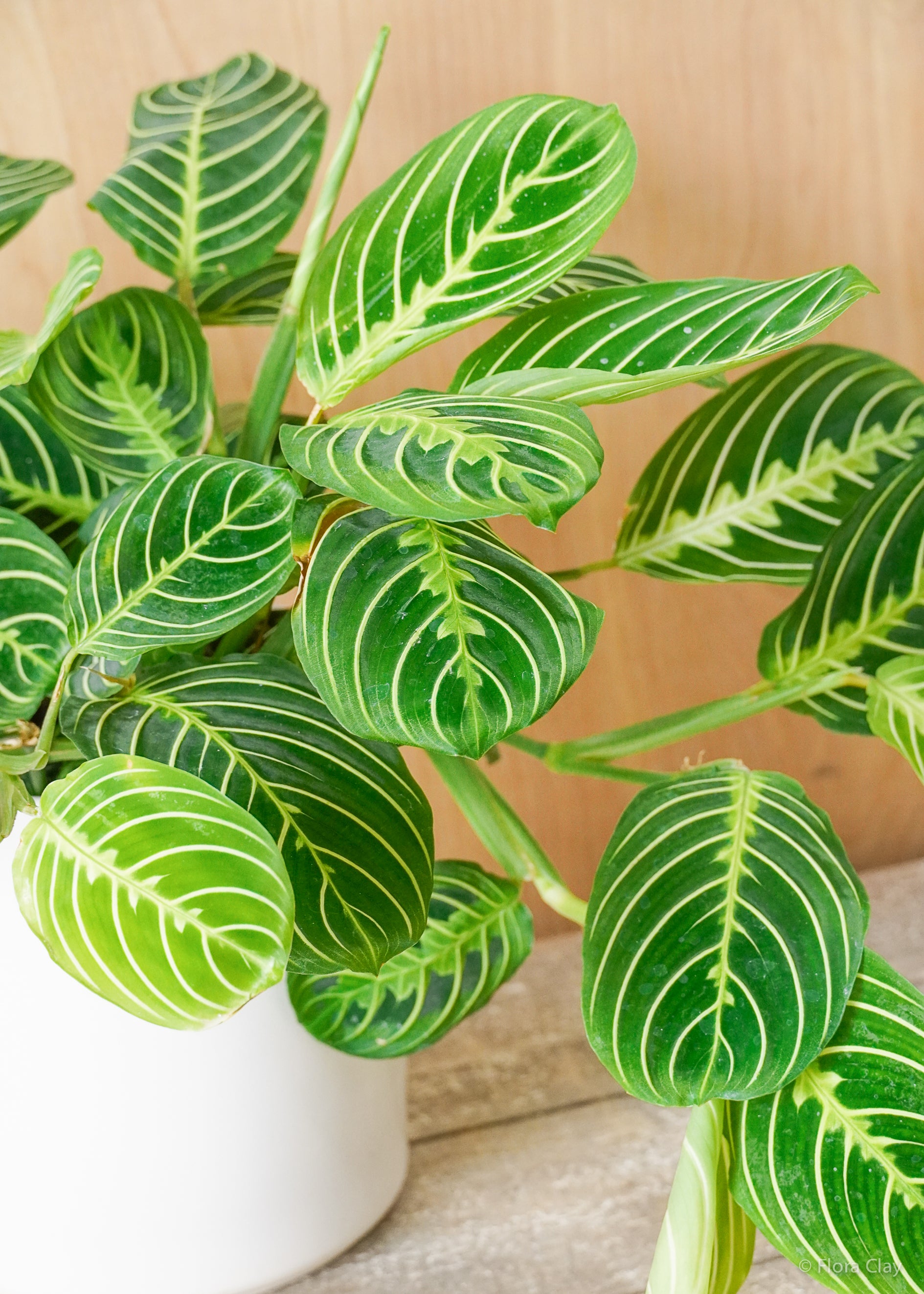 Lemon Lime Maranta
