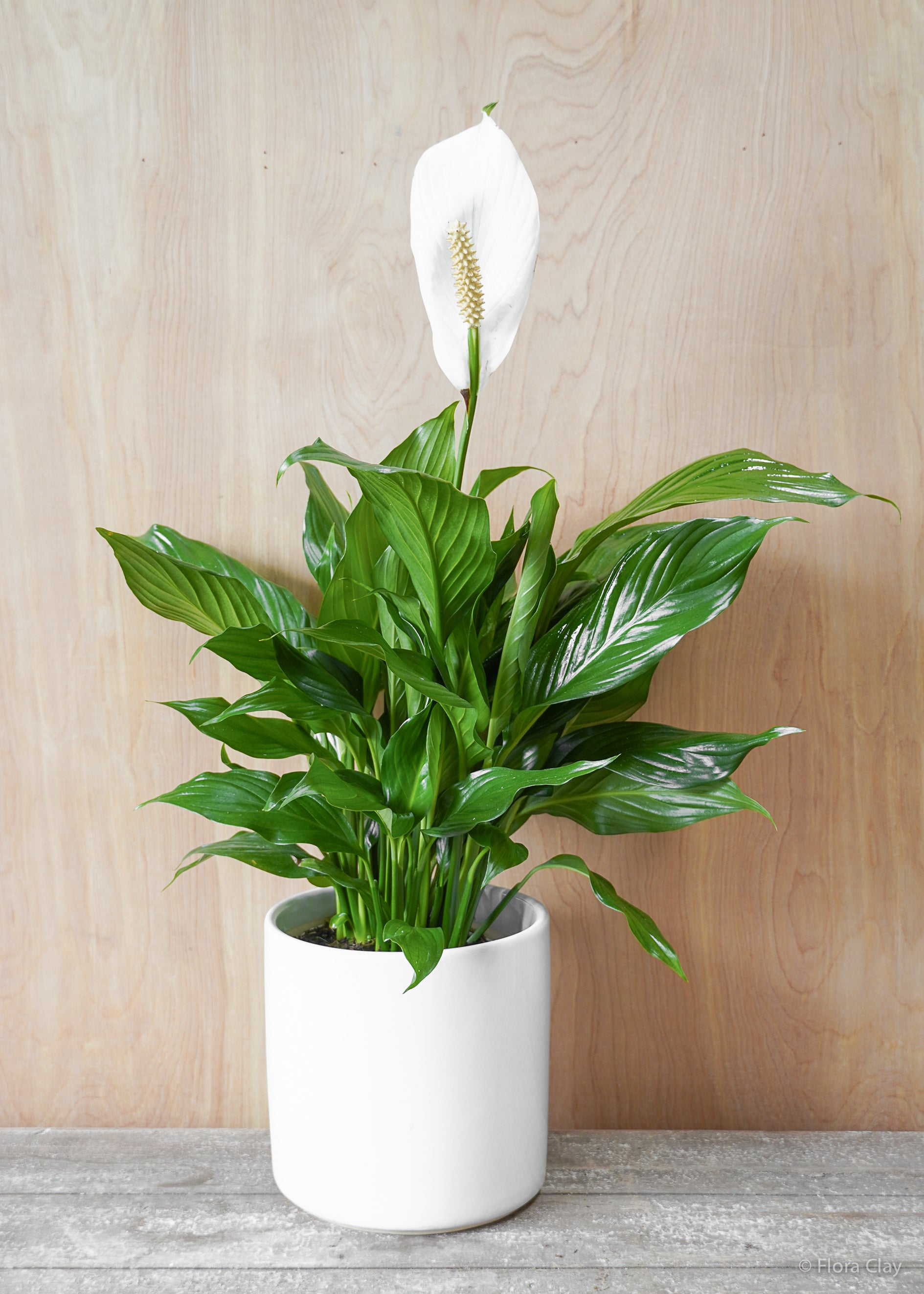 peace lily arum Guzmania Bromeliad