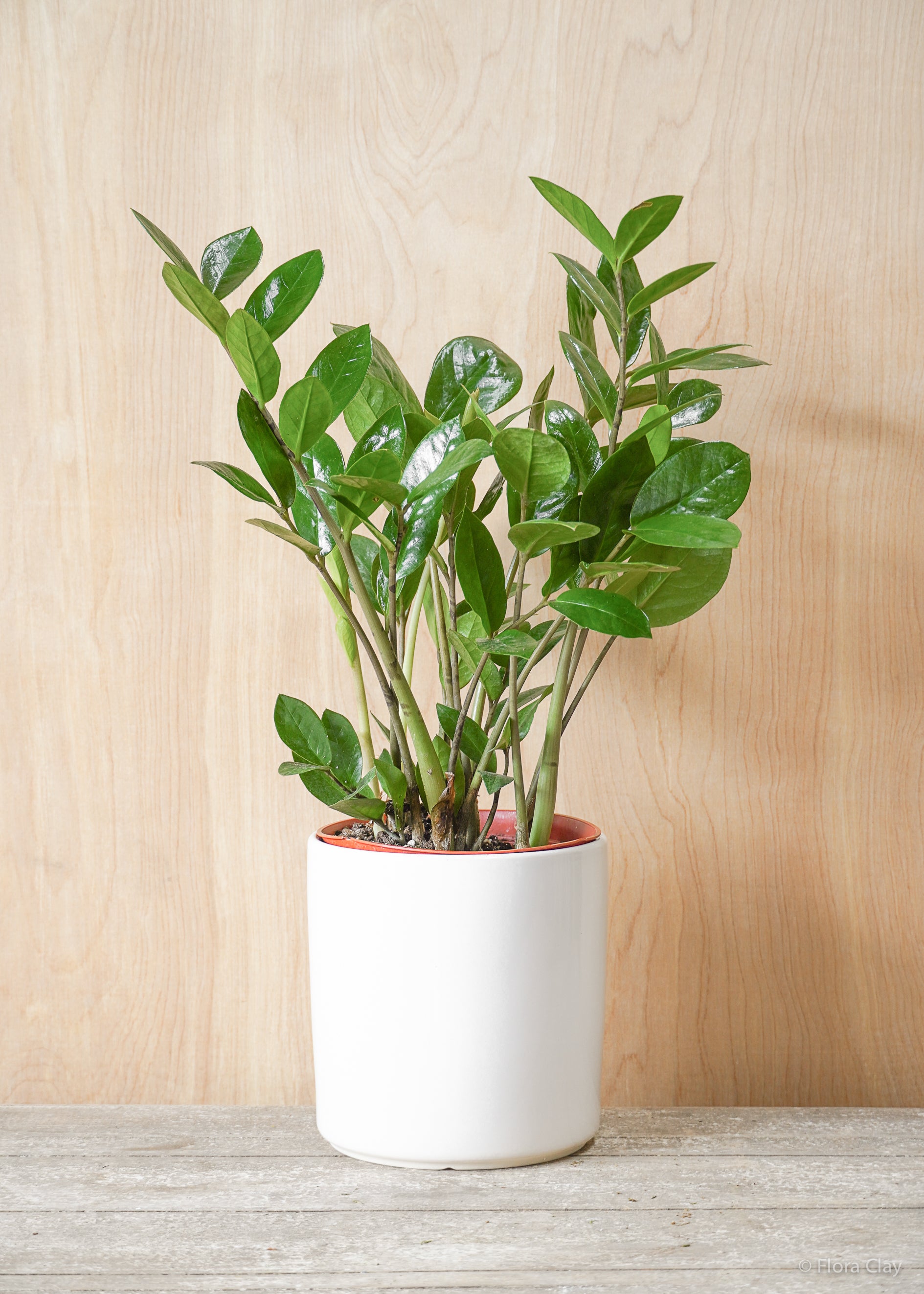 ZZ Plant | Plant Arrangements – FLORA CLAY