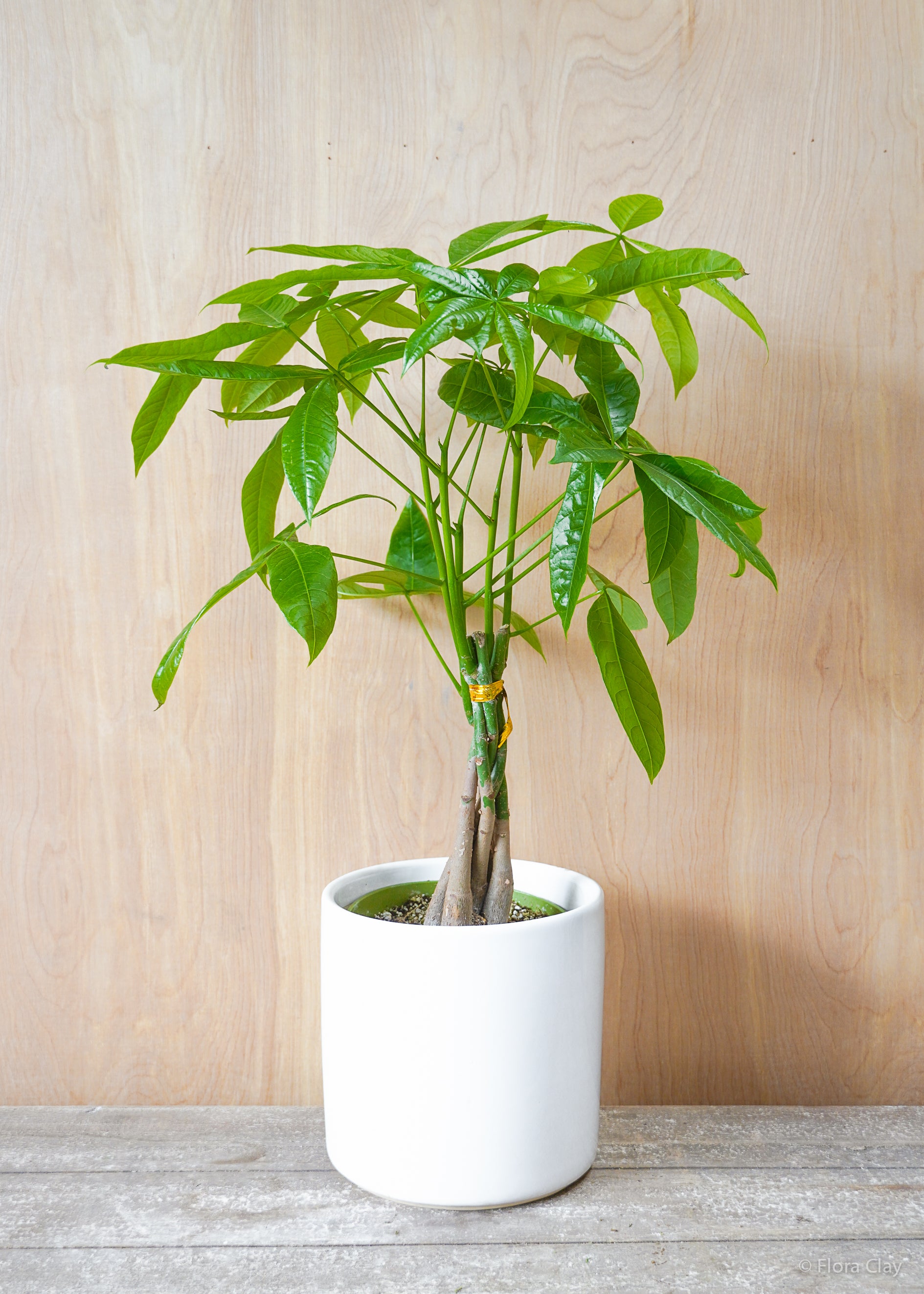 where can i buy a money tree plant Pachira Braid Money Tree