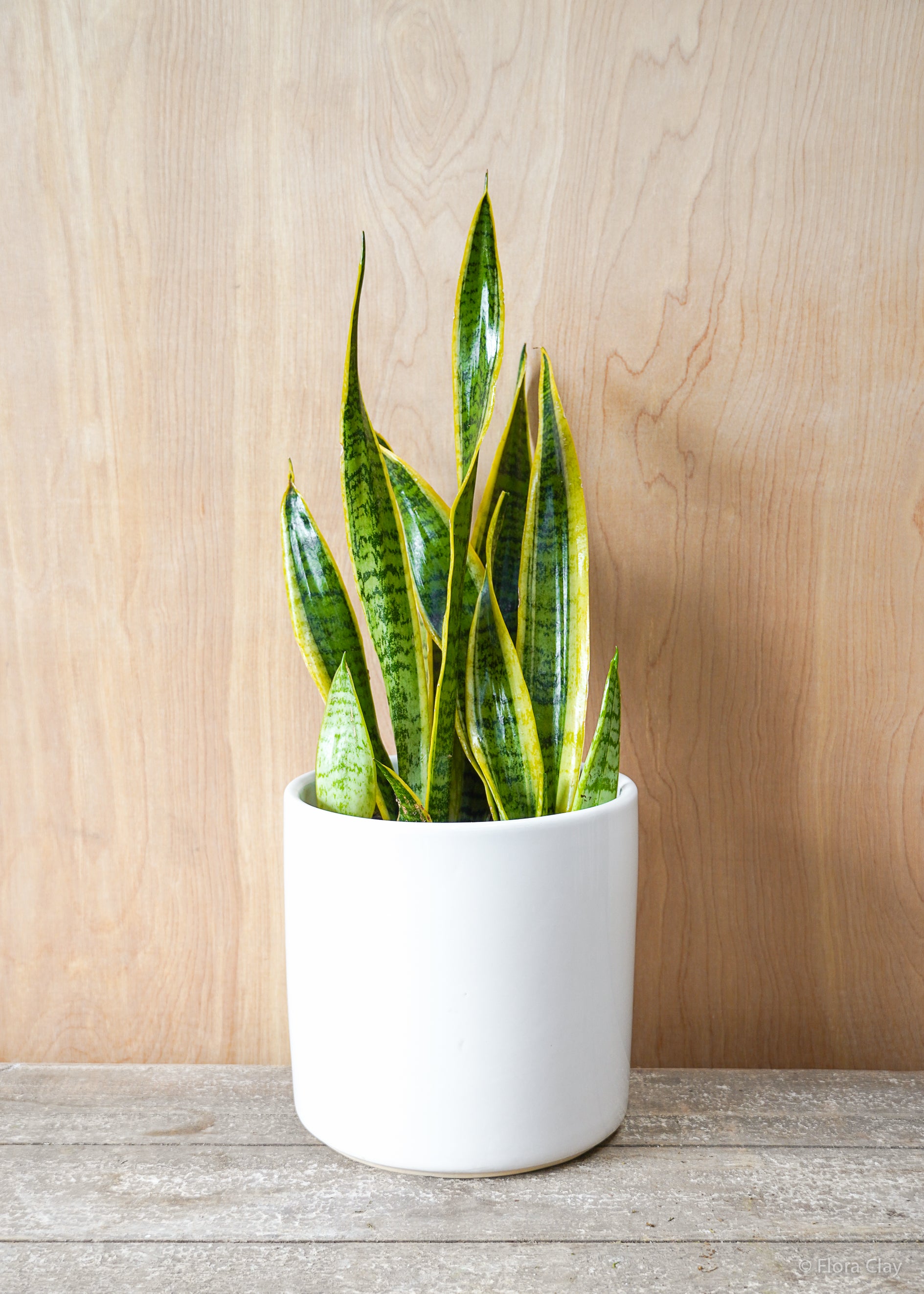 ceramic pot for snake plant Snake Plant