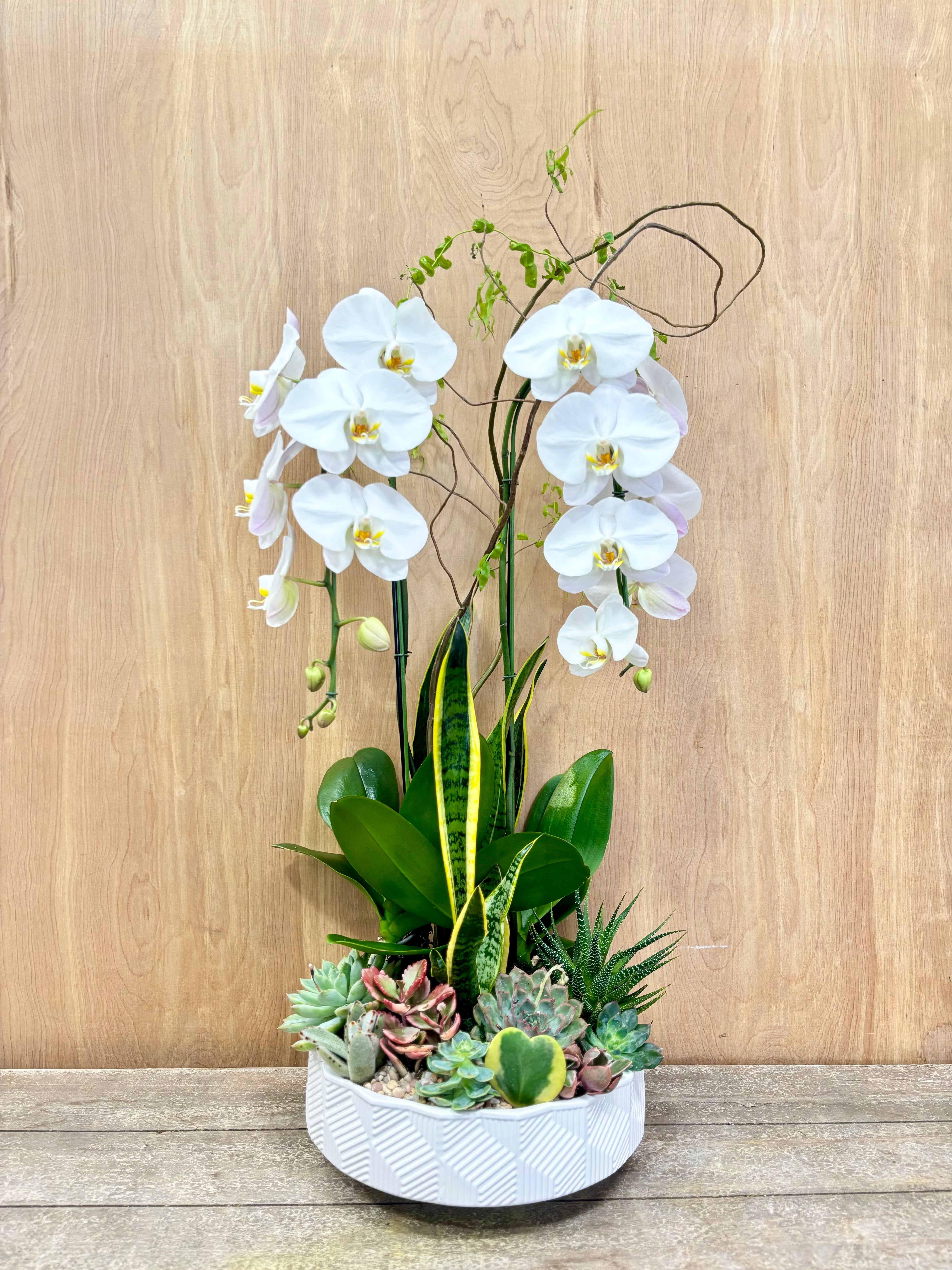 Gaia Cascading Orchid Garden Arrangement