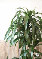 Dracaena Elegance 4 Cane in Lined Pot