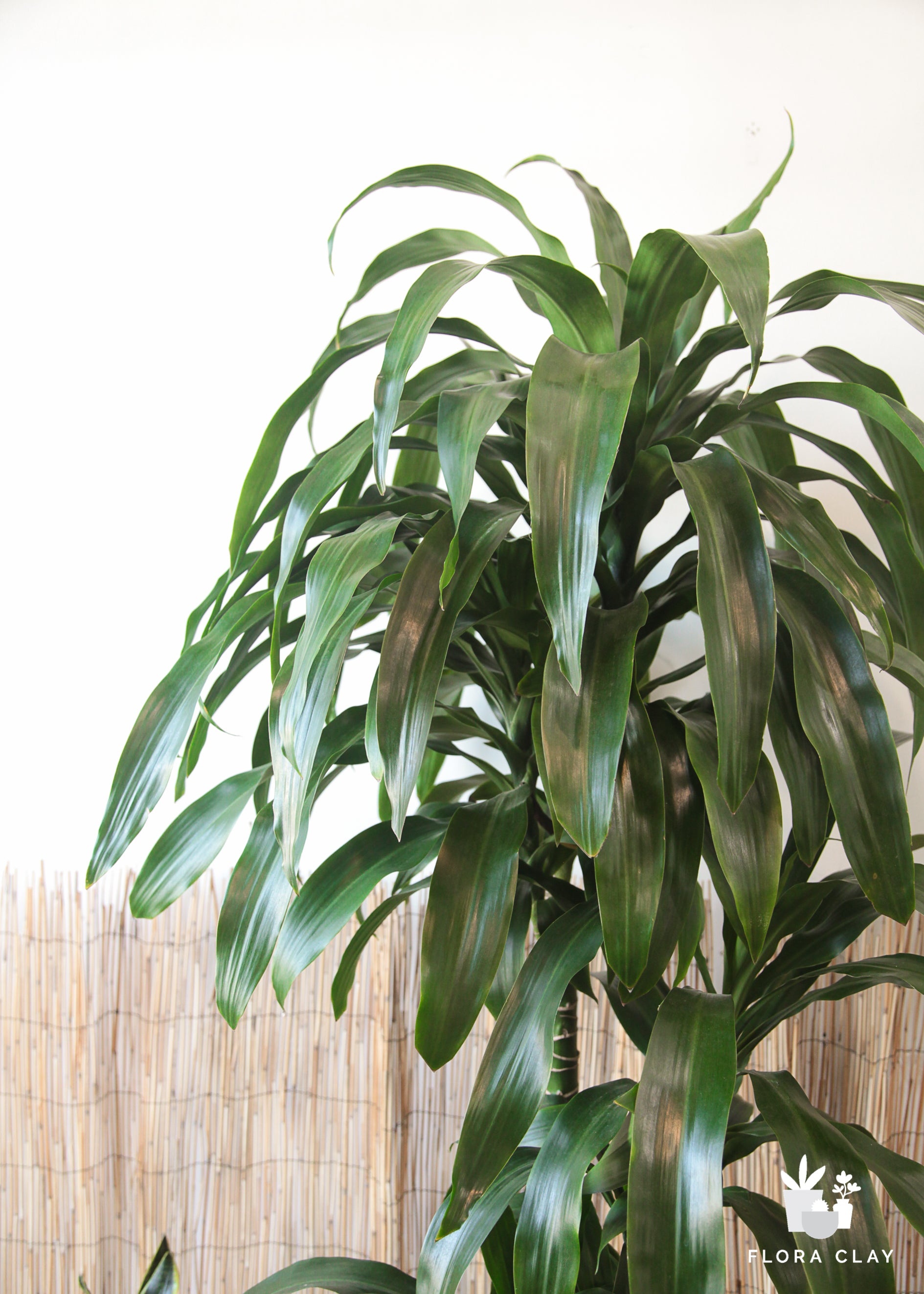 Dracaena Elegance 4 Cane in Lined Pot