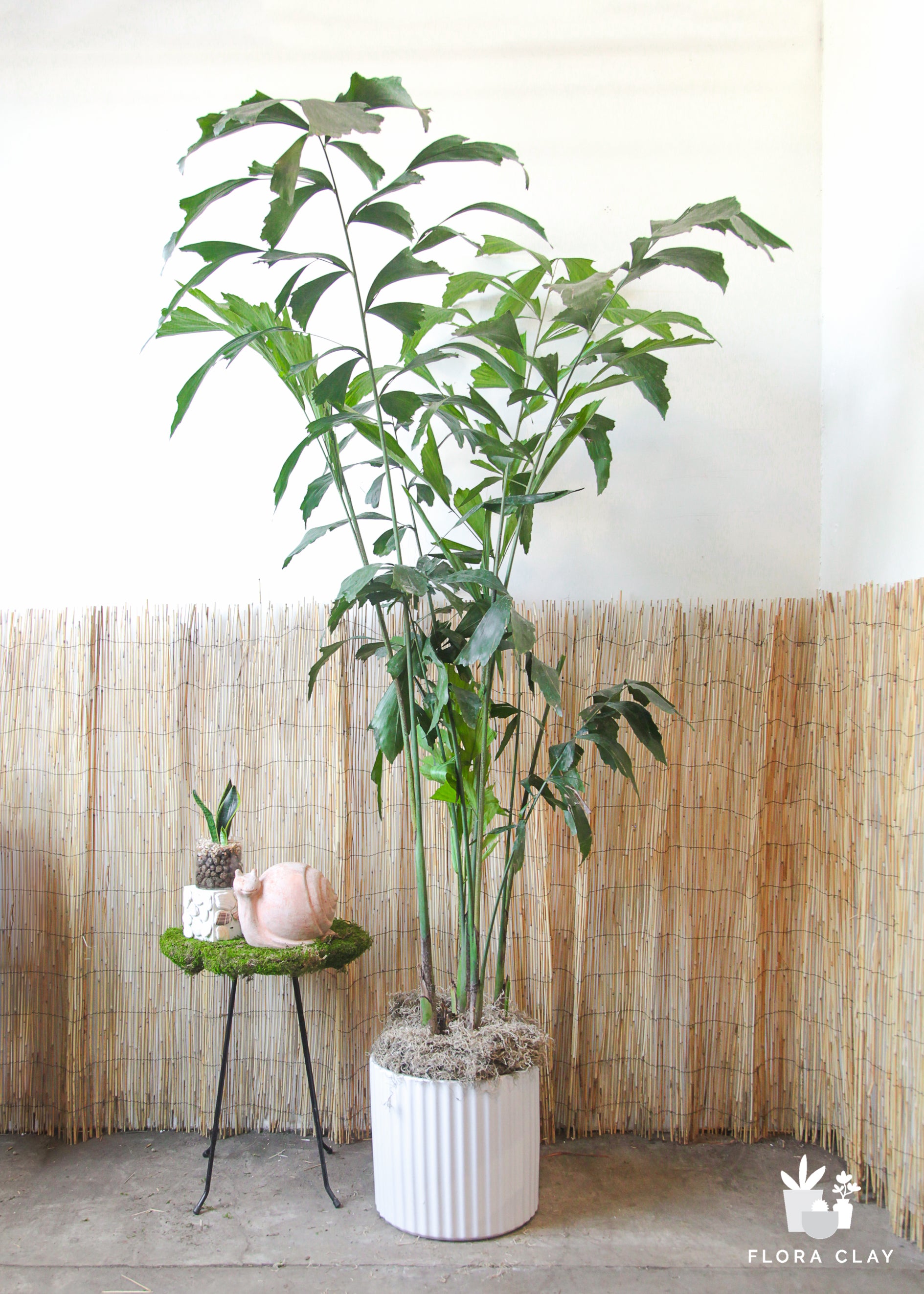 indoor plant pots for palms Large Fishtail Palm