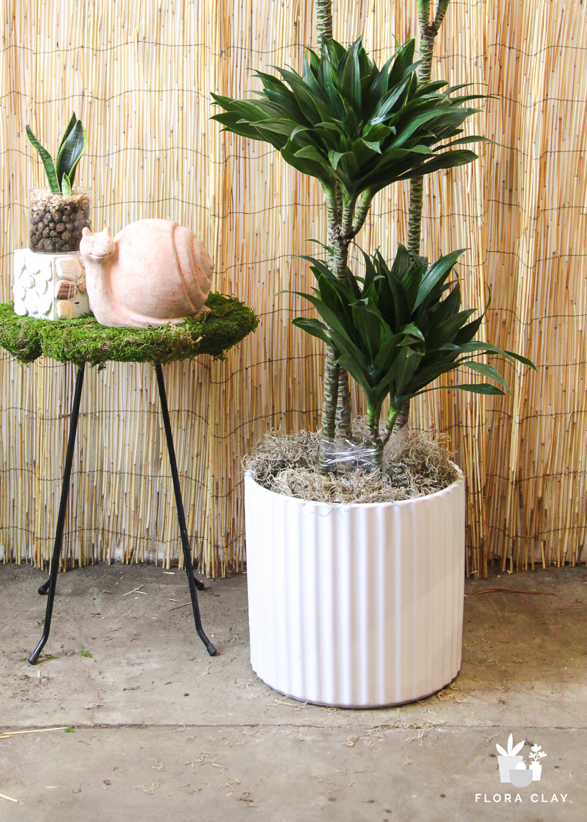Large Dracaena Compacta