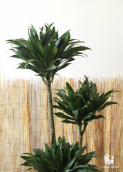 Large Dracaena Compacta