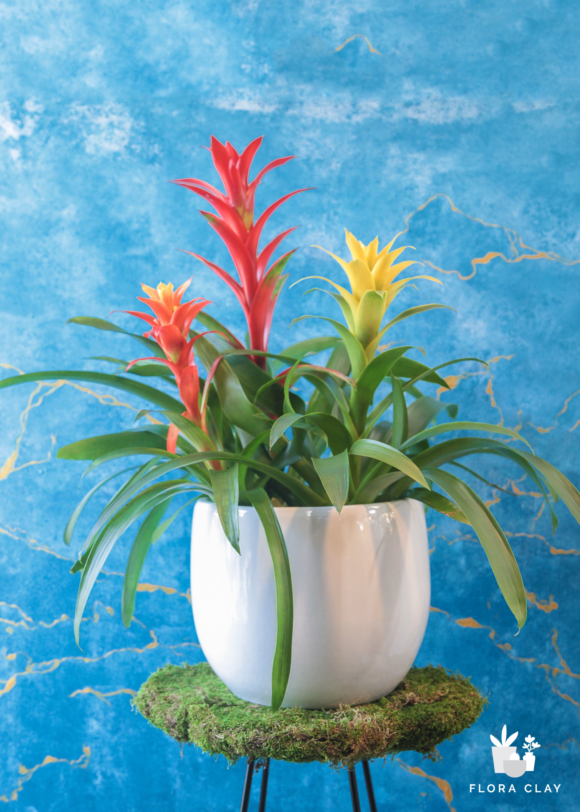 bromeliad plant pots Bromeliad Fam