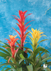 Bromeliad Fam