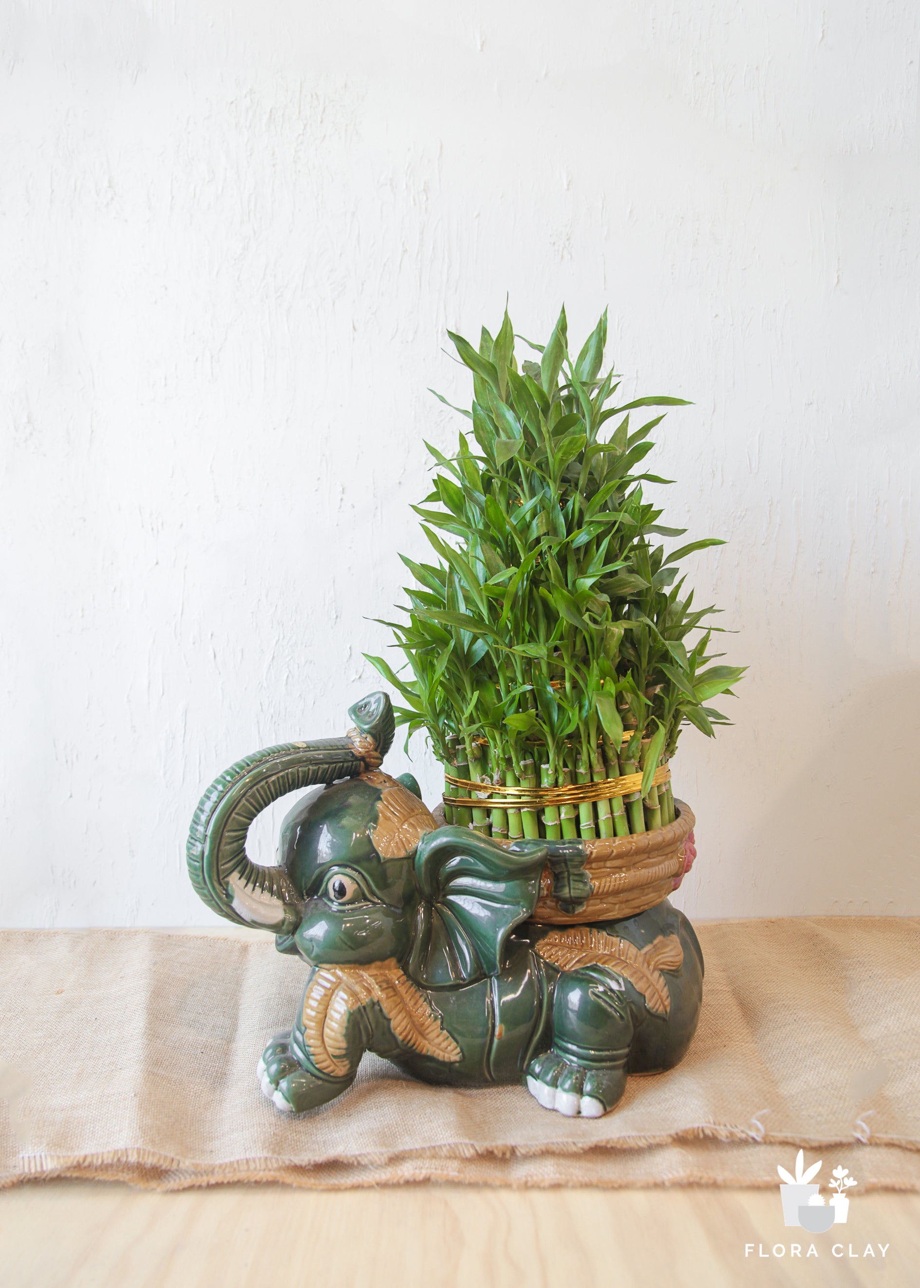 Water bamboo in Elephant Planter