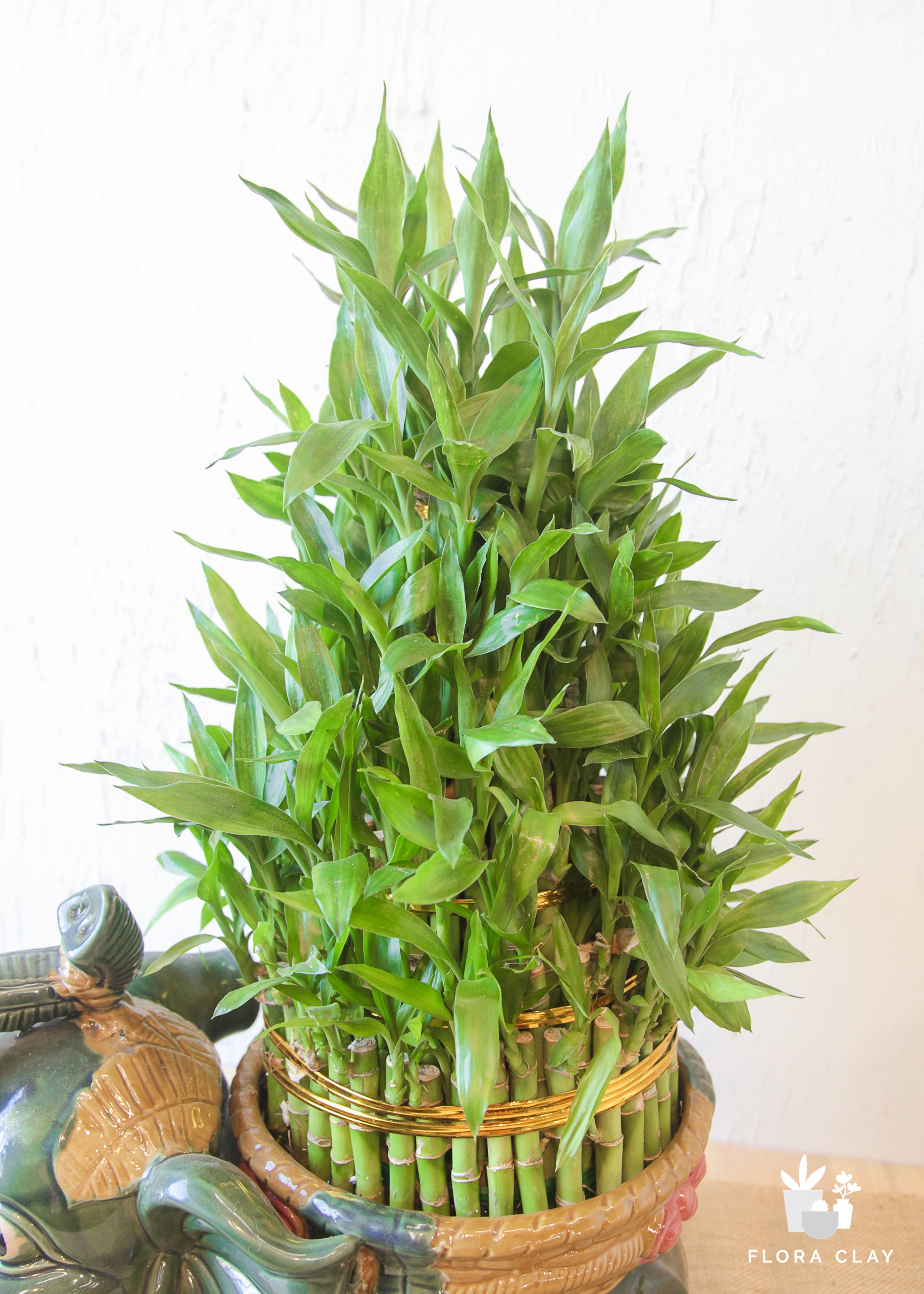 Water bamboo in Elephant Planter