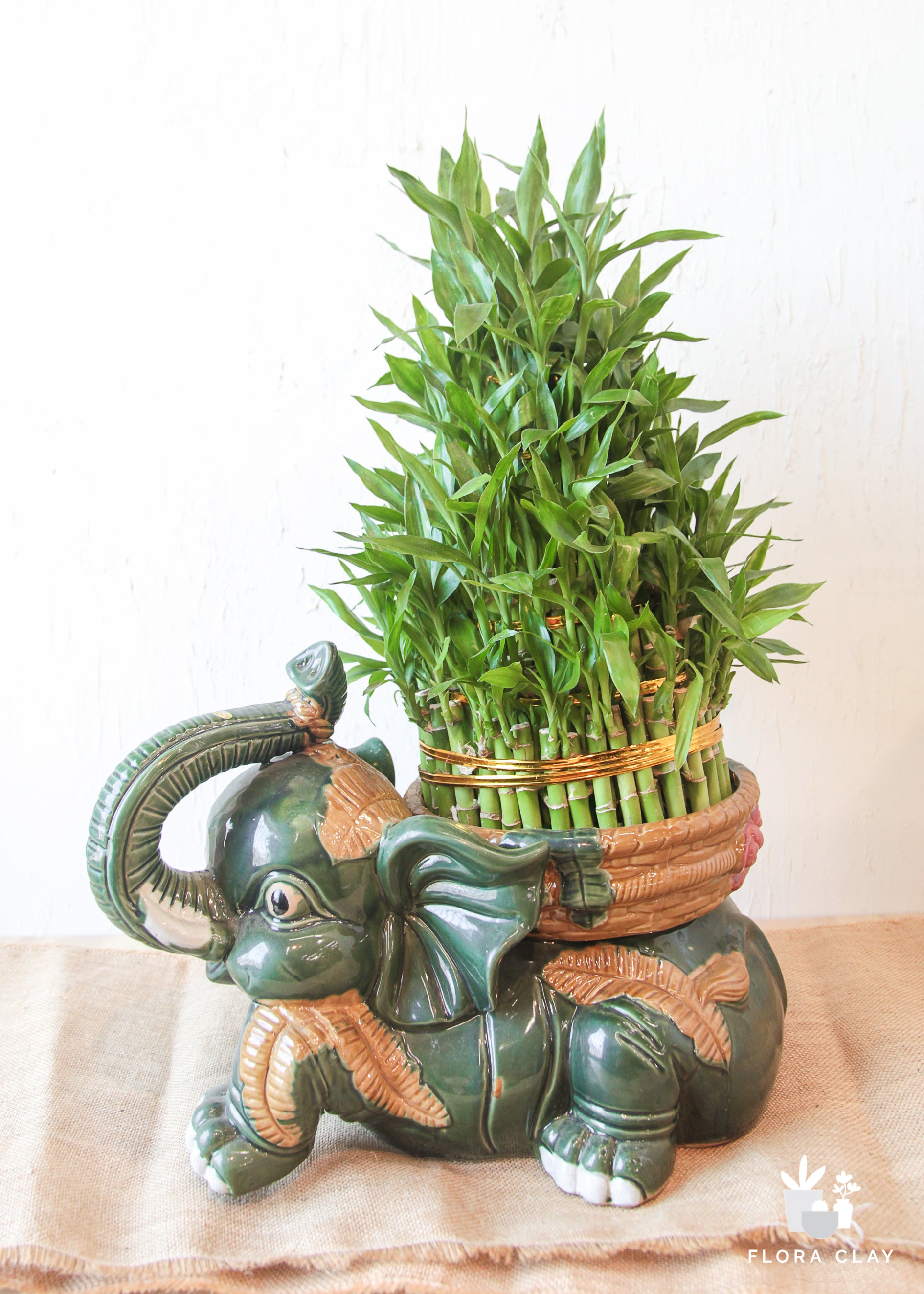 Water Bamboo in elephant planter  Plant Arrangements – FLORA CLAY