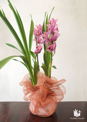 A Cymbidium orchid with pink flowers and green leaves, wrapped in orange mesh fabric, set in a clear plastic container.