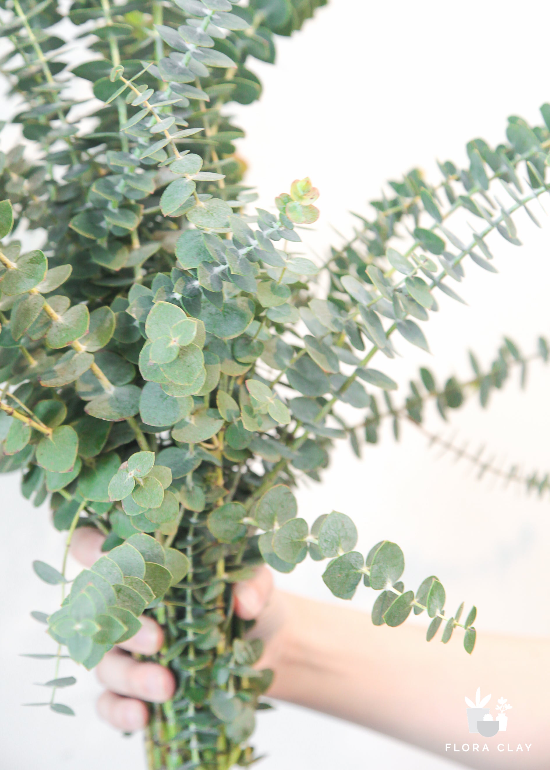 Baby Eucalyptus