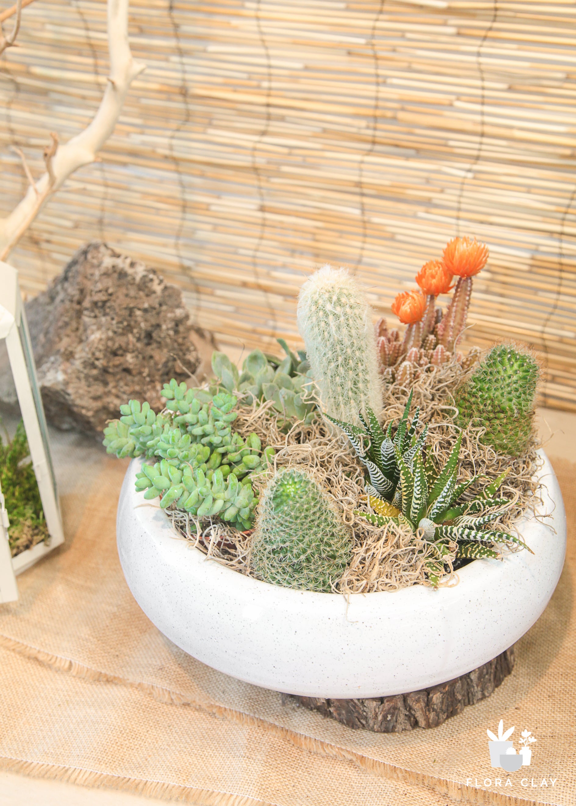 cacti & succulent dish garden Spikenest