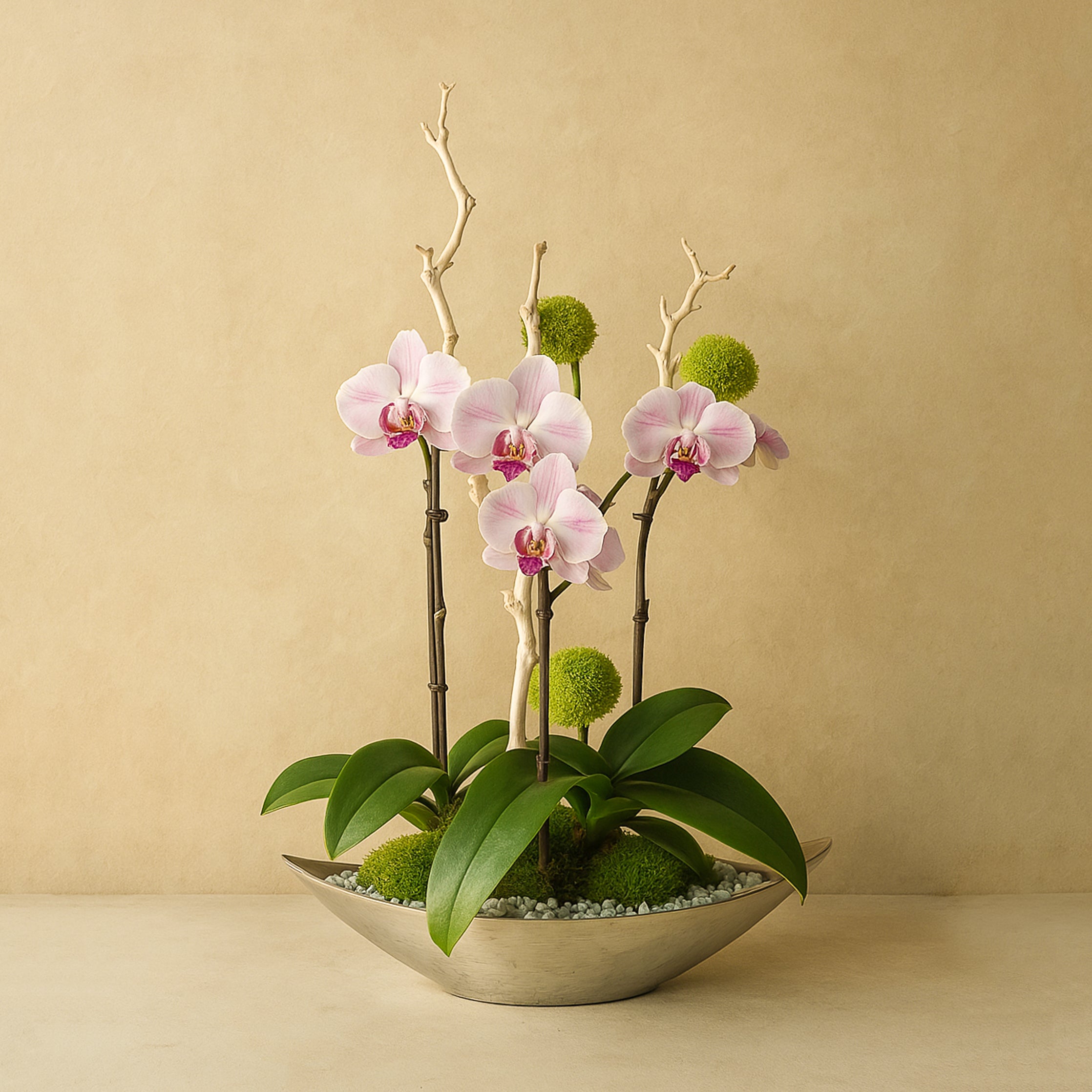 Orchid.jpg