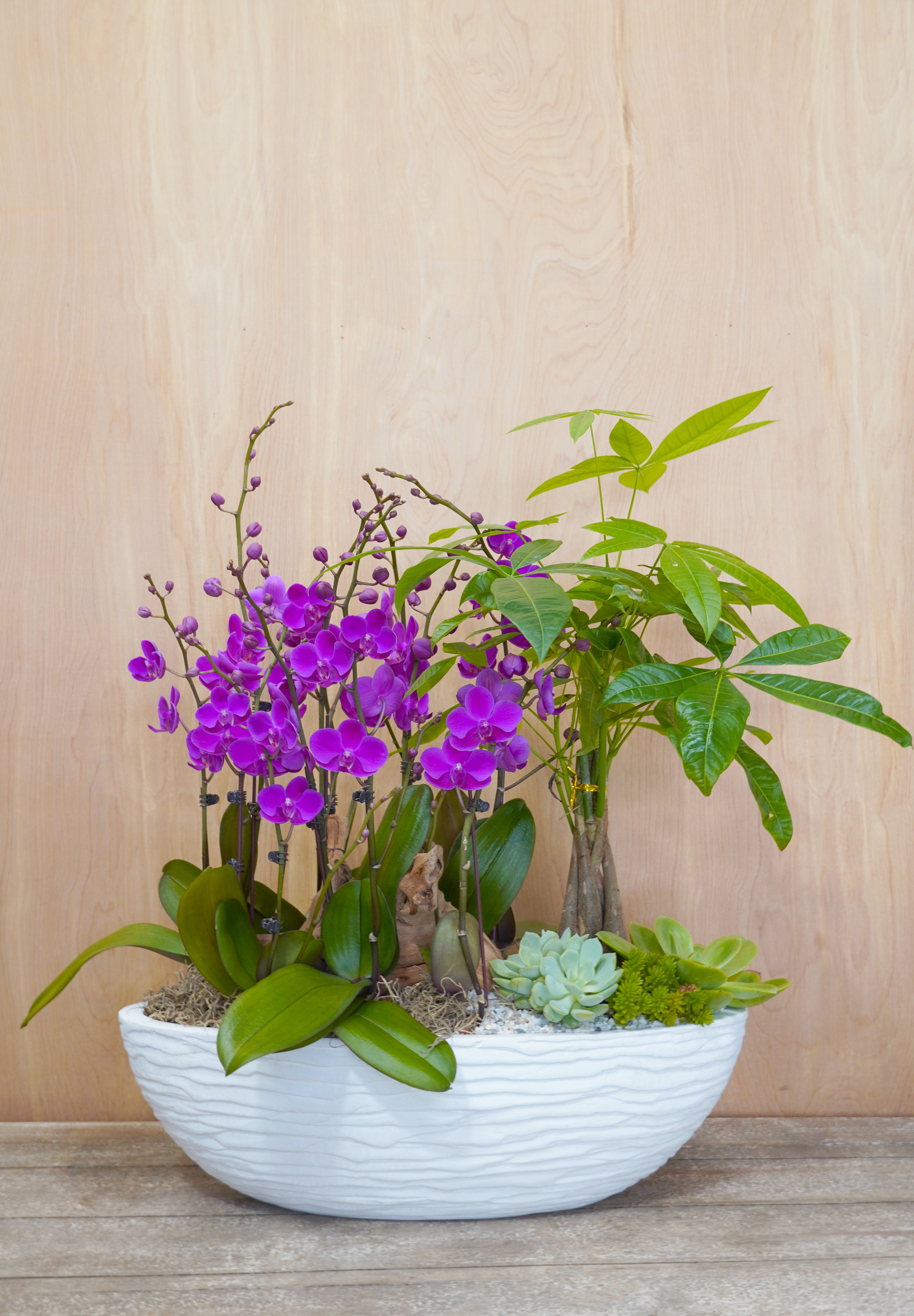 purple orchid and money tree in a white boat pot