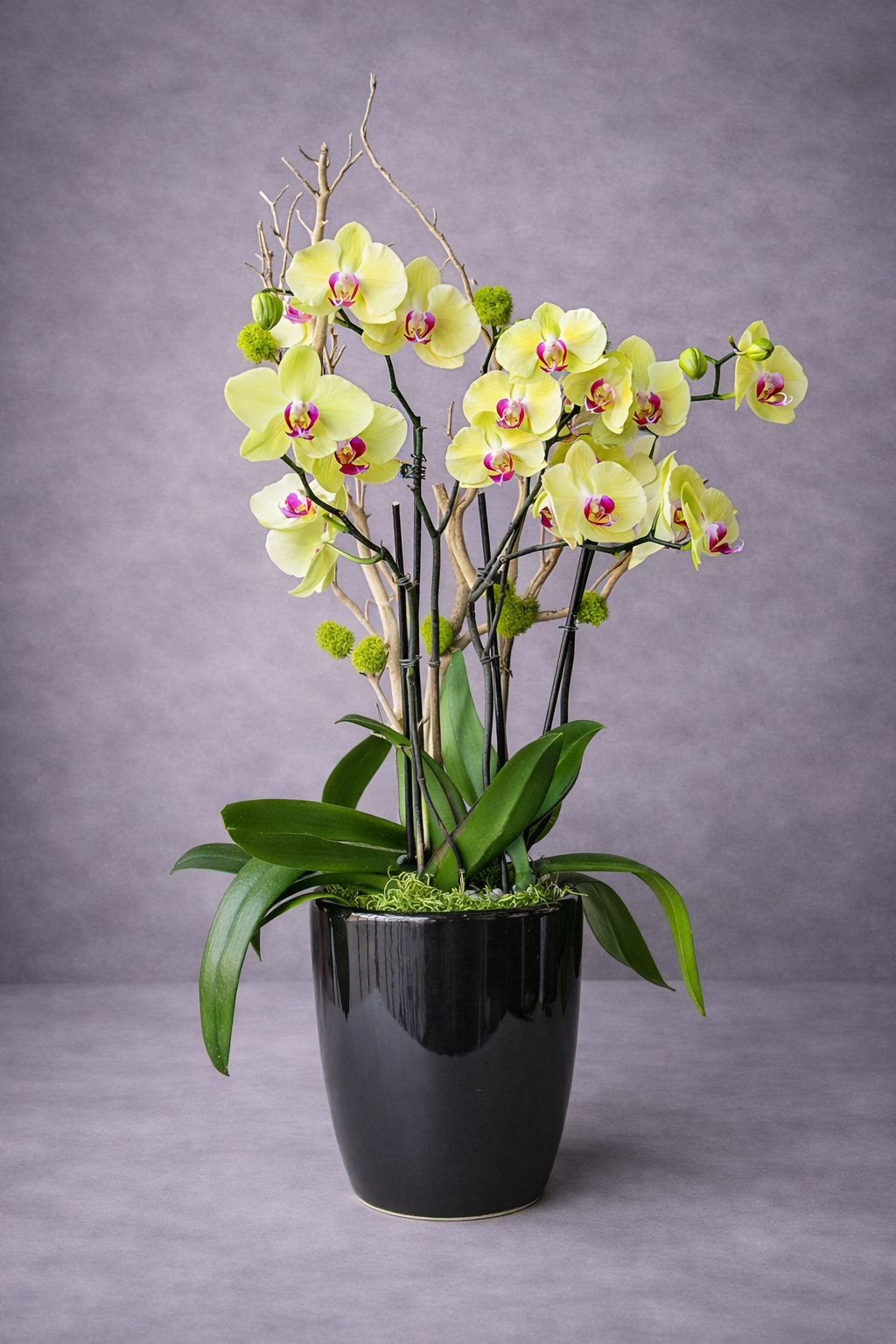 orchid plant pot ceramic Hera Yellow Orchids in a Black ceramic Pot