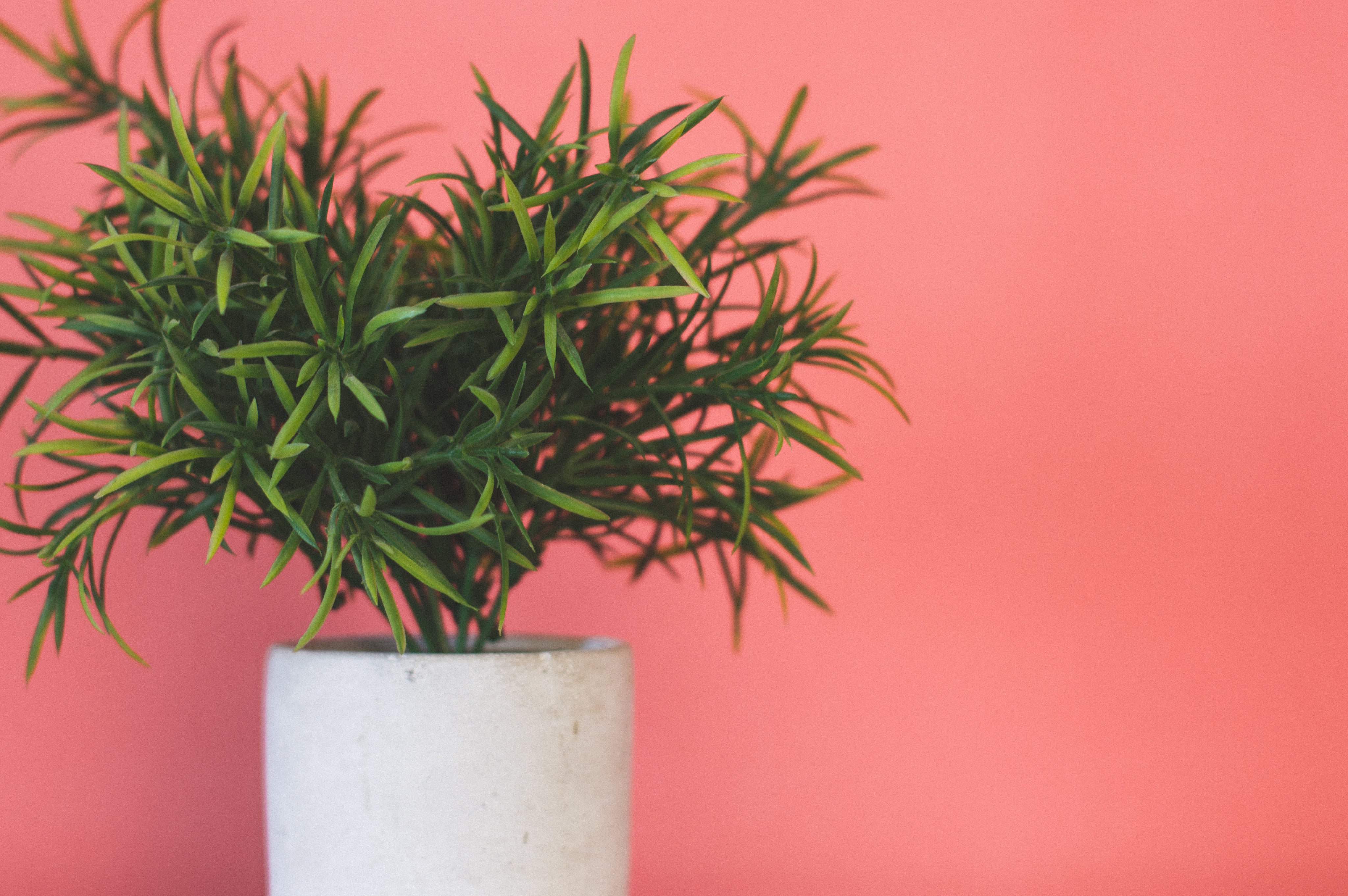 lush-green-artificial-plant-in-pot.jpg
