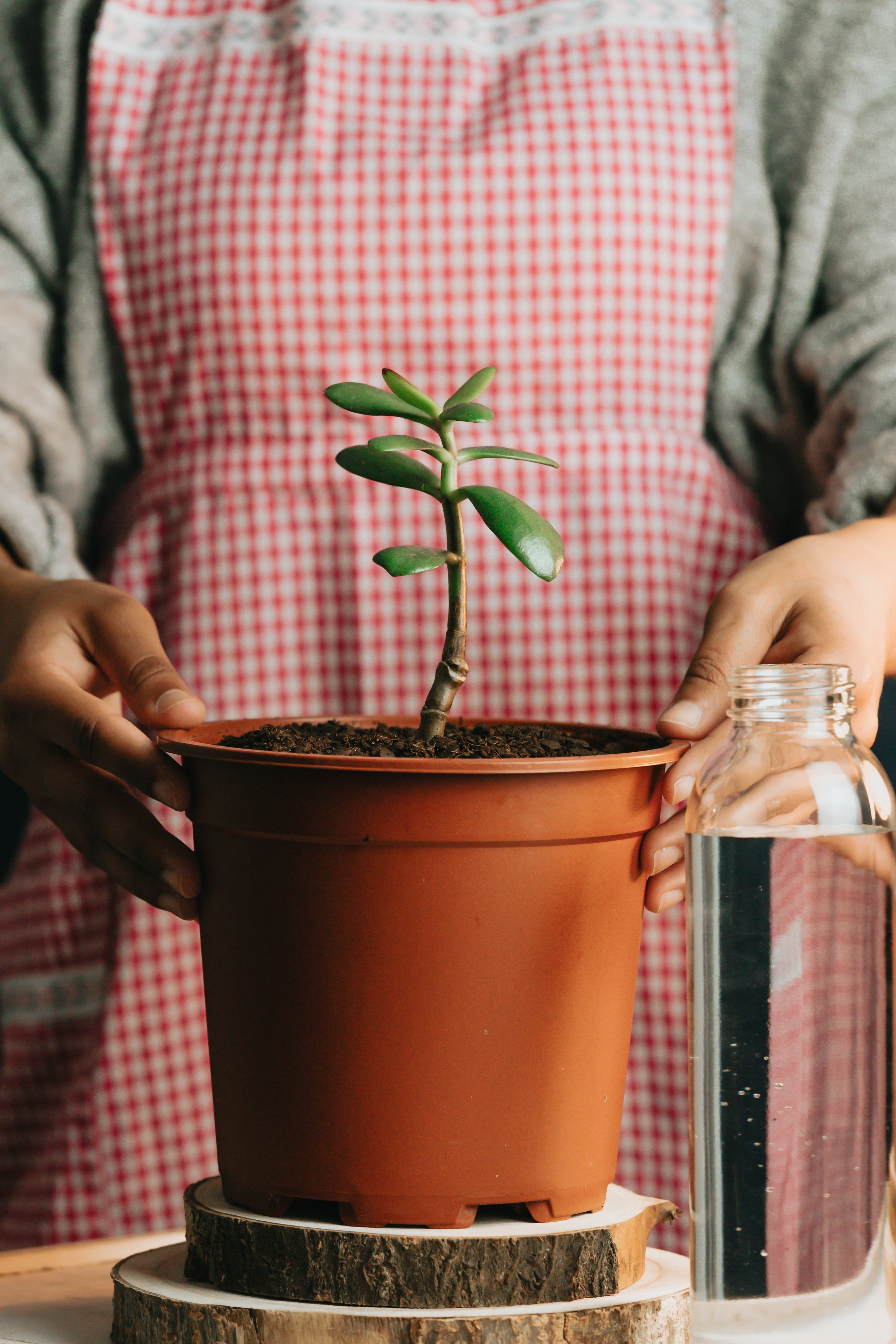 person-holds-the-sides-of-a-potted-plant.jpg