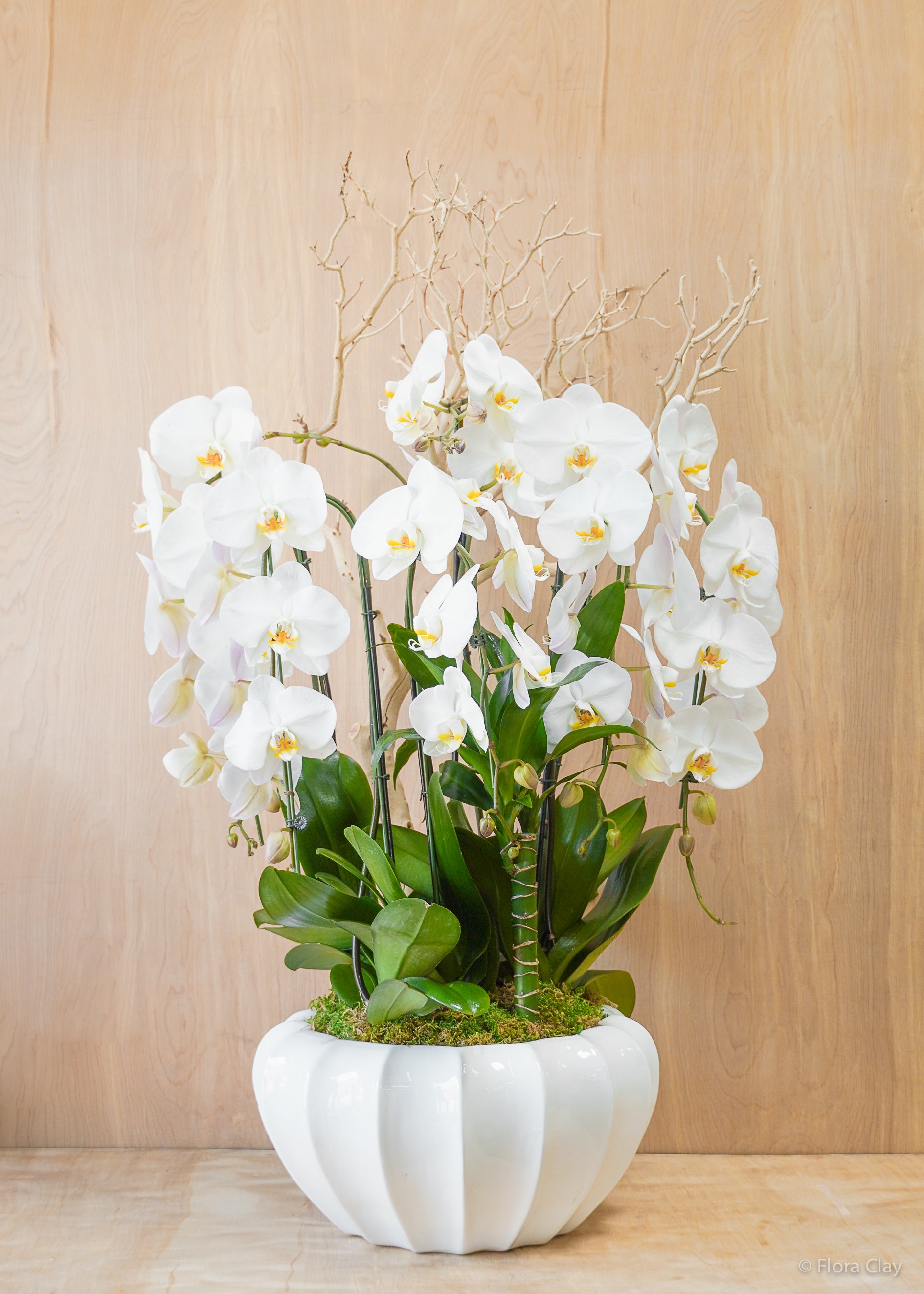 Small White Orchid Delivery Los Angeles | White Bloom