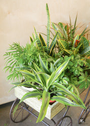 4 inches assorted plants in a tray