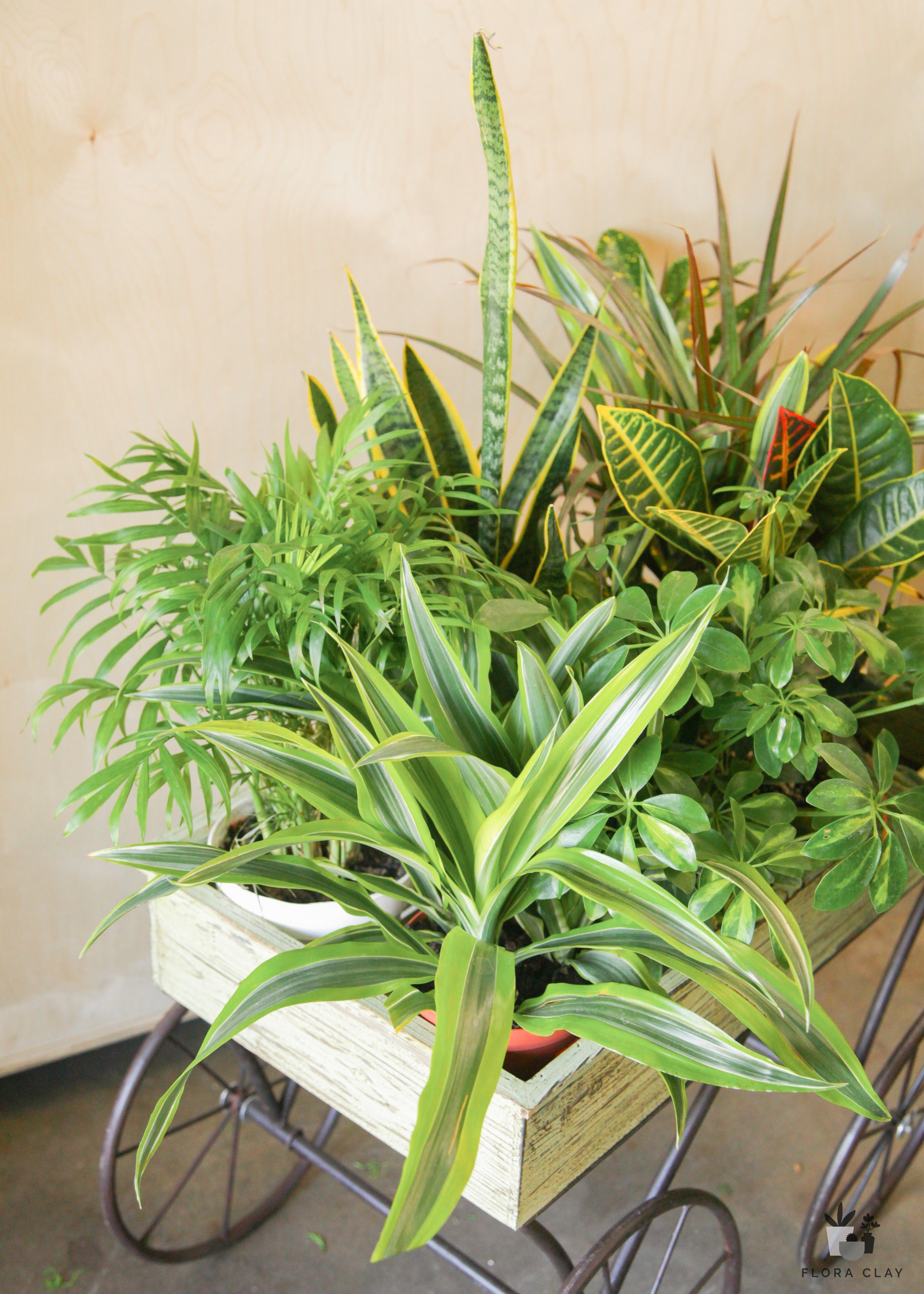 4 inches assorted plants in a tray