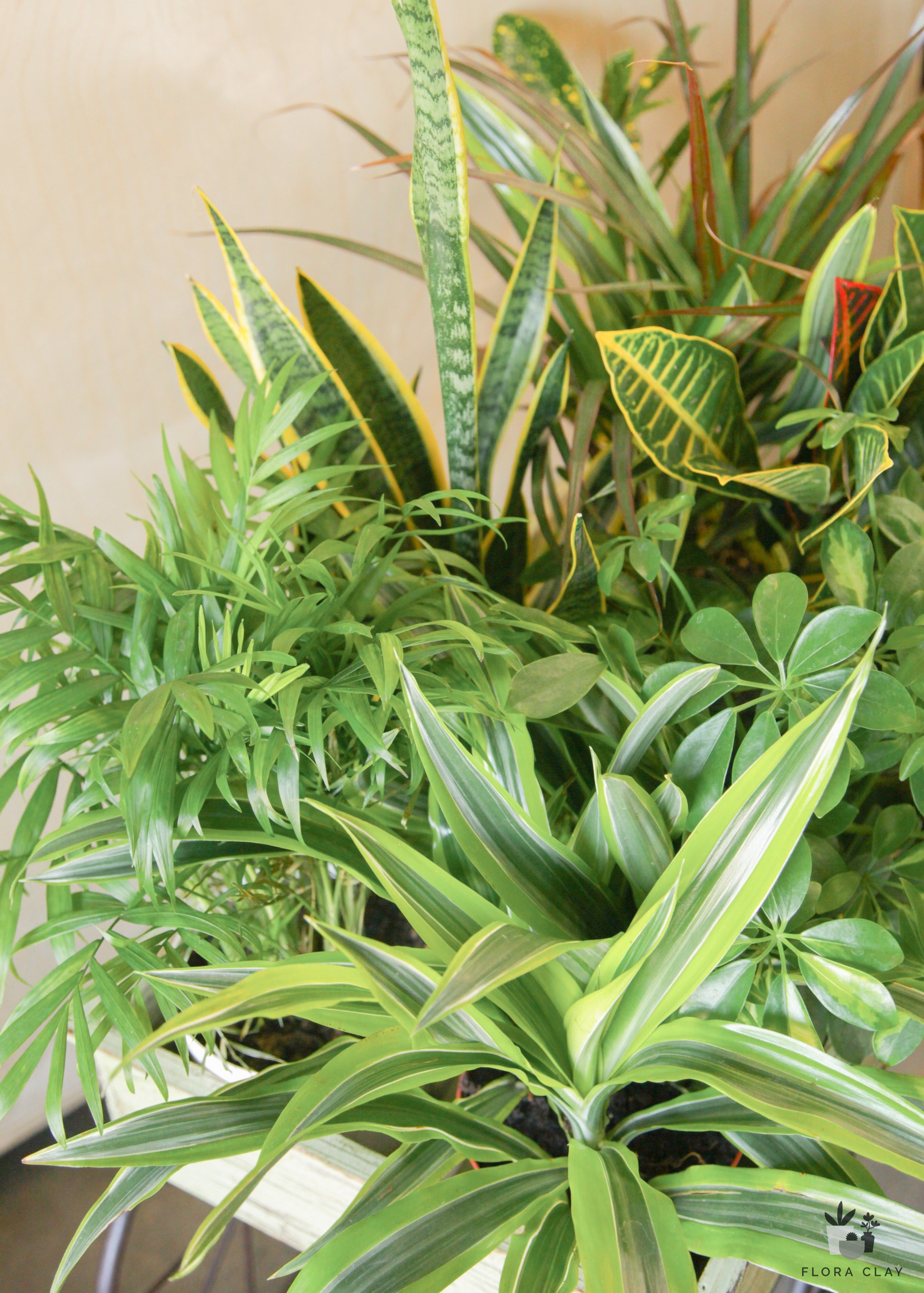 assorted 4 inches potted plants