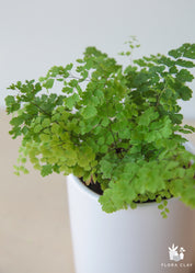 Miss Green
