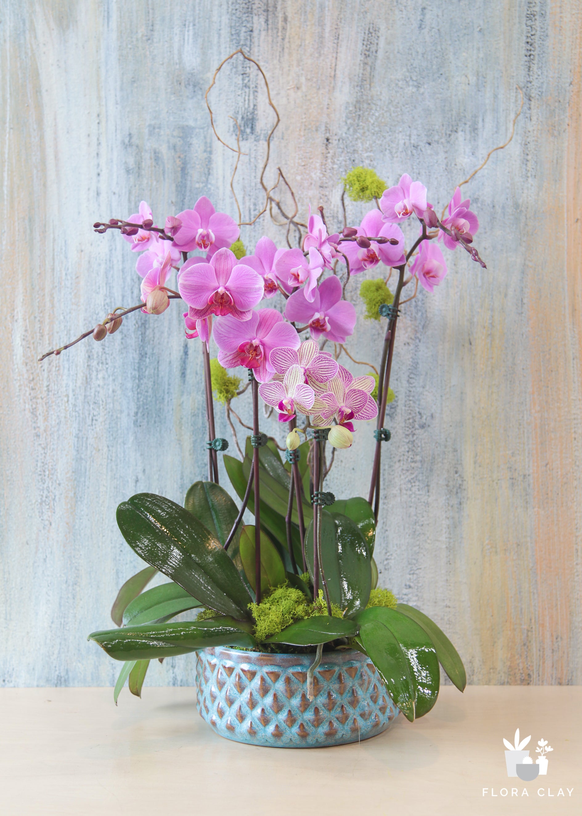 The Best Soil Mix For Orchid Plants (Essential Guide) Petal