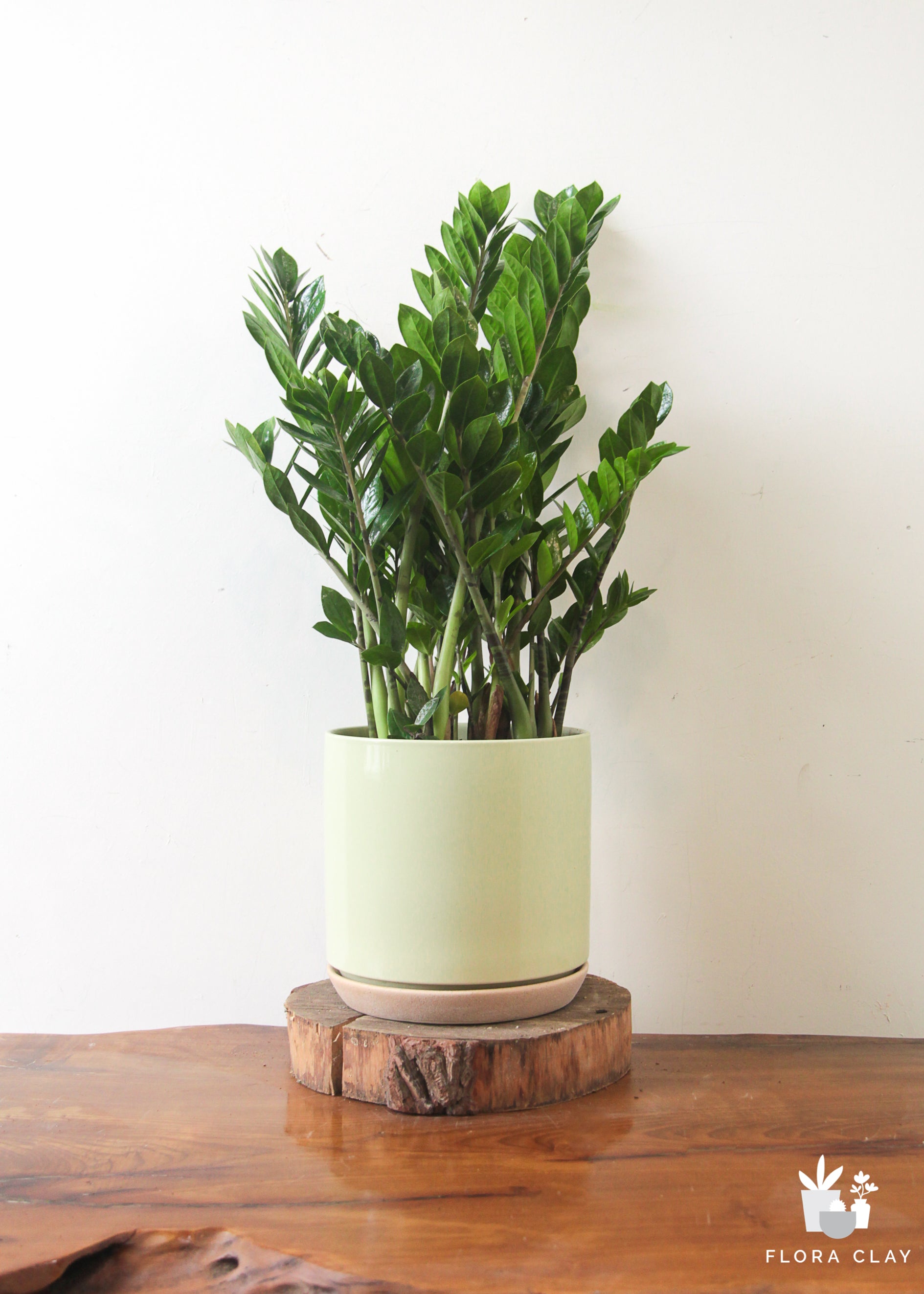 ZZ Plant Potted In Elegant Rondo Red Planter