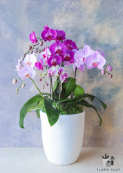 Pink Jubilee