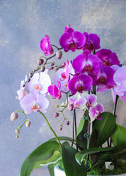 Pink Jubilee