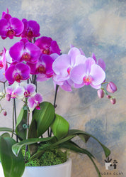 Pink Jubilee
