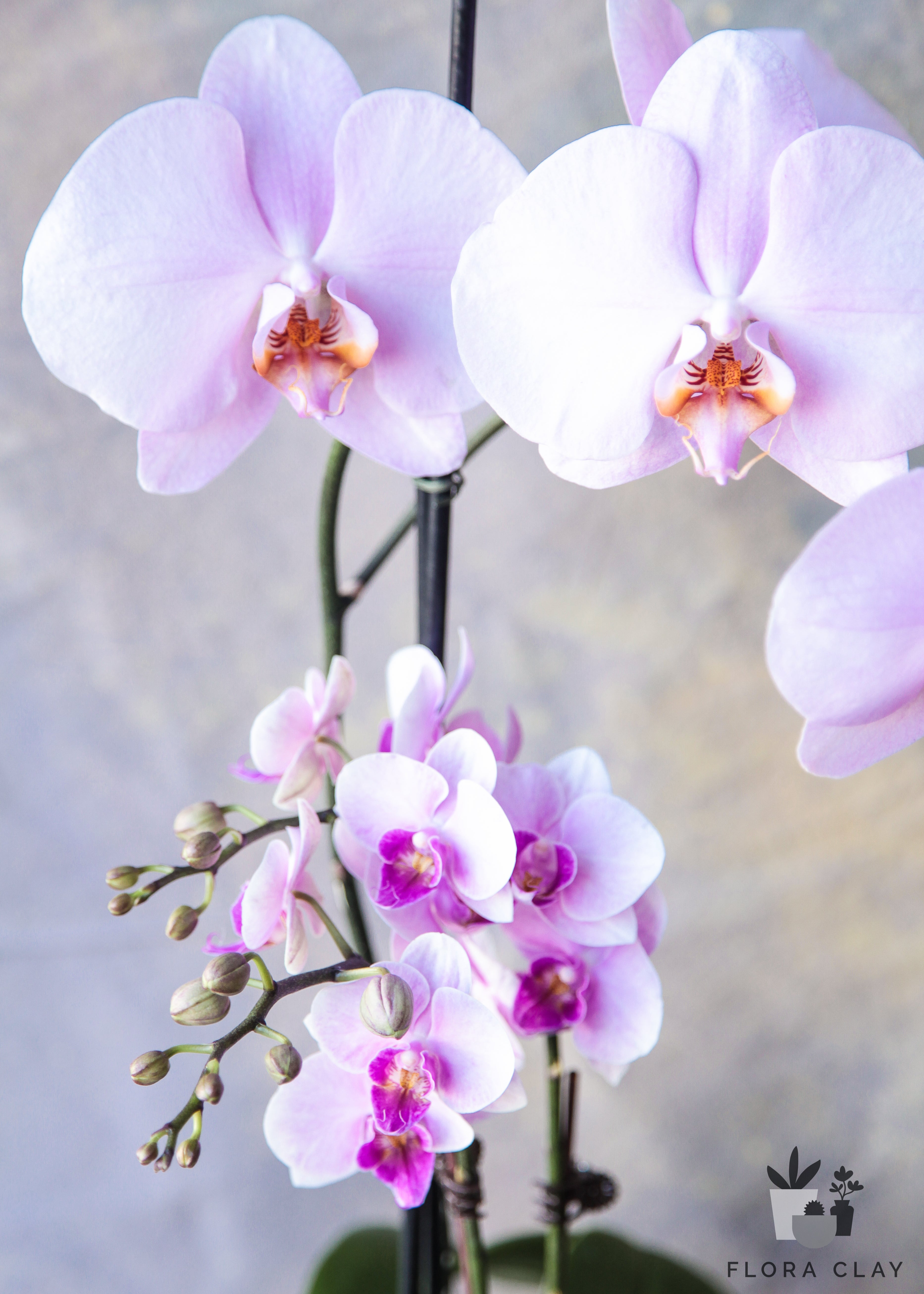 Soleste-Orchid-Arrangement-Floraclay3.jpg