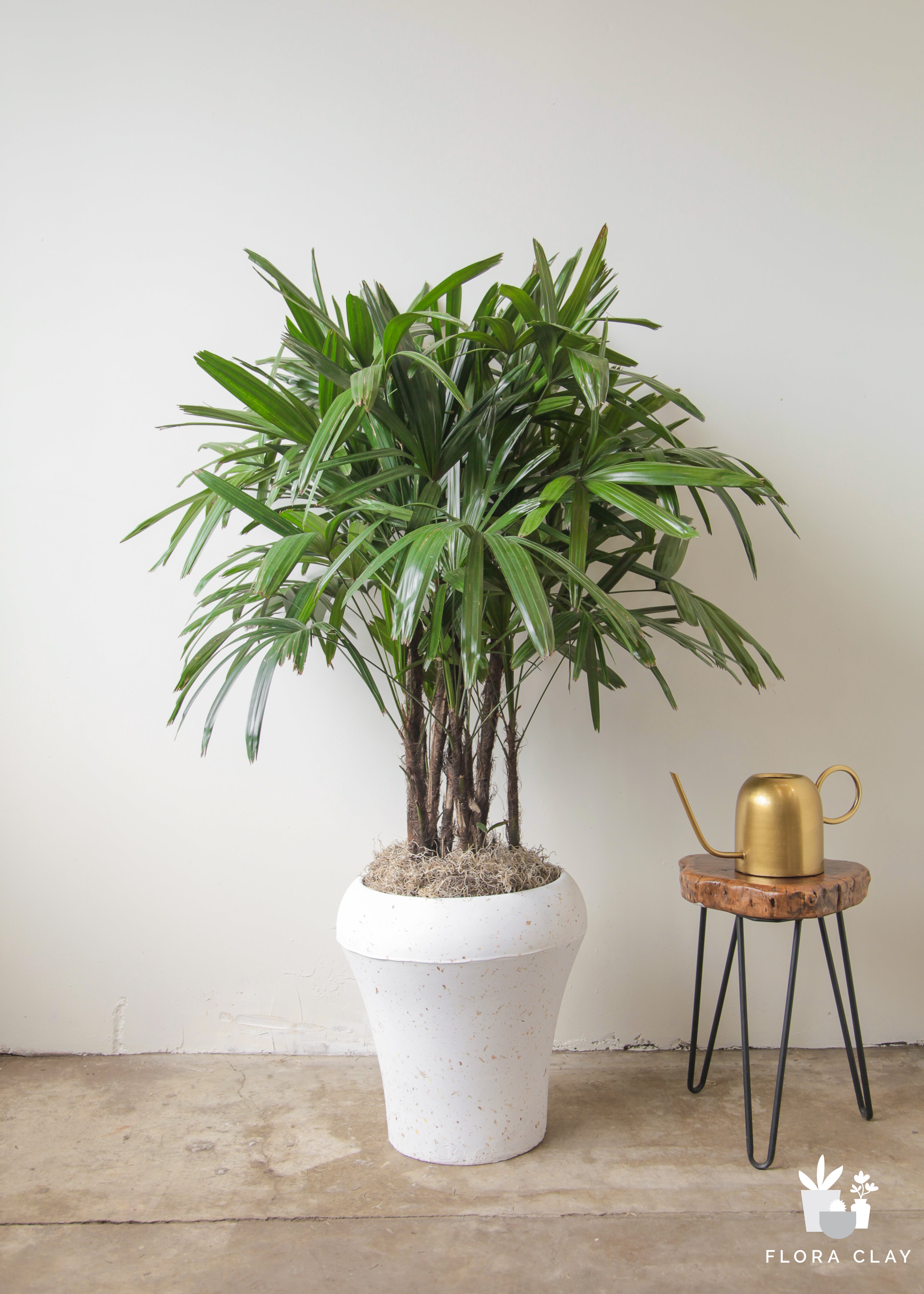 plant arrangements indoor Air Fresh